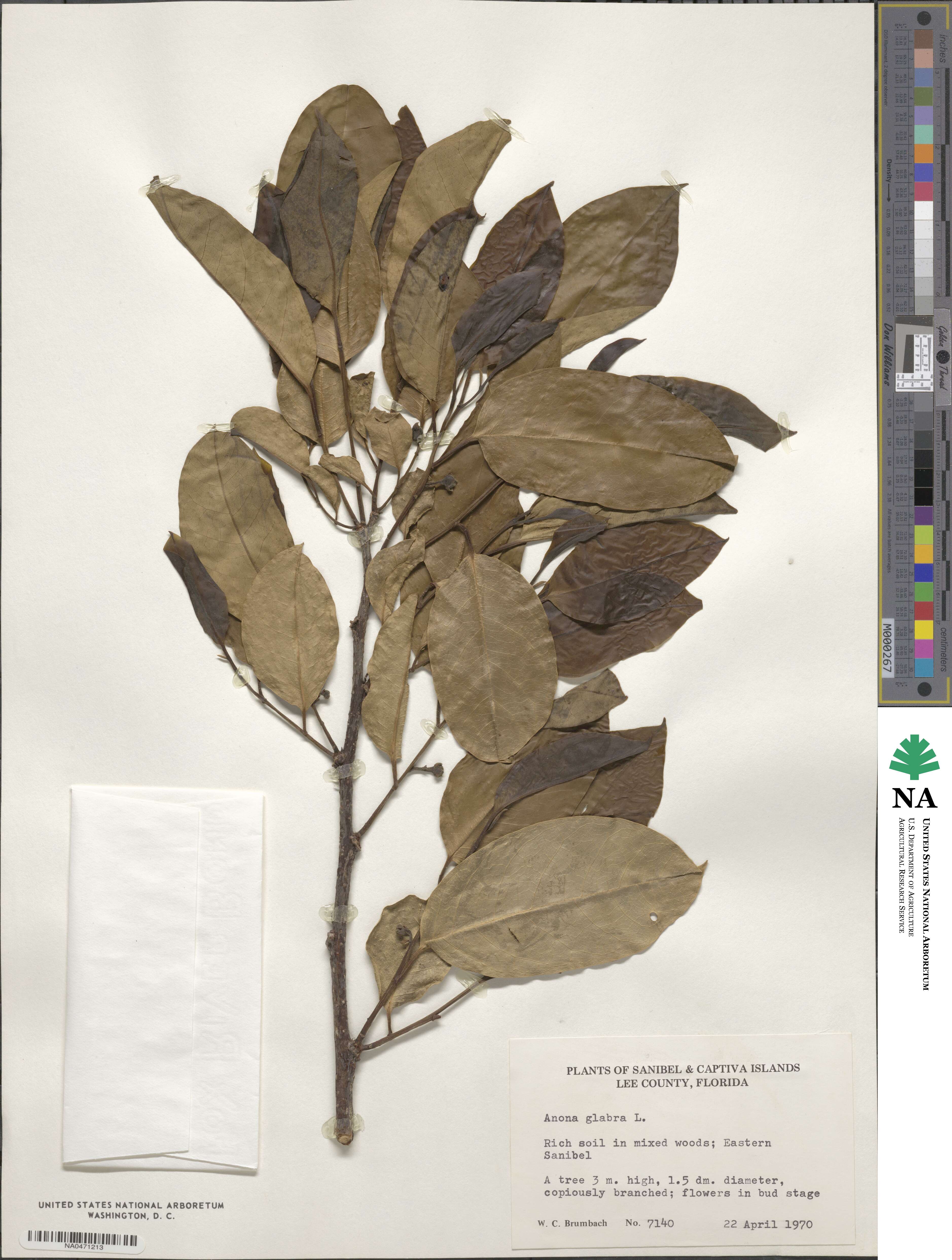 Annona glabra image