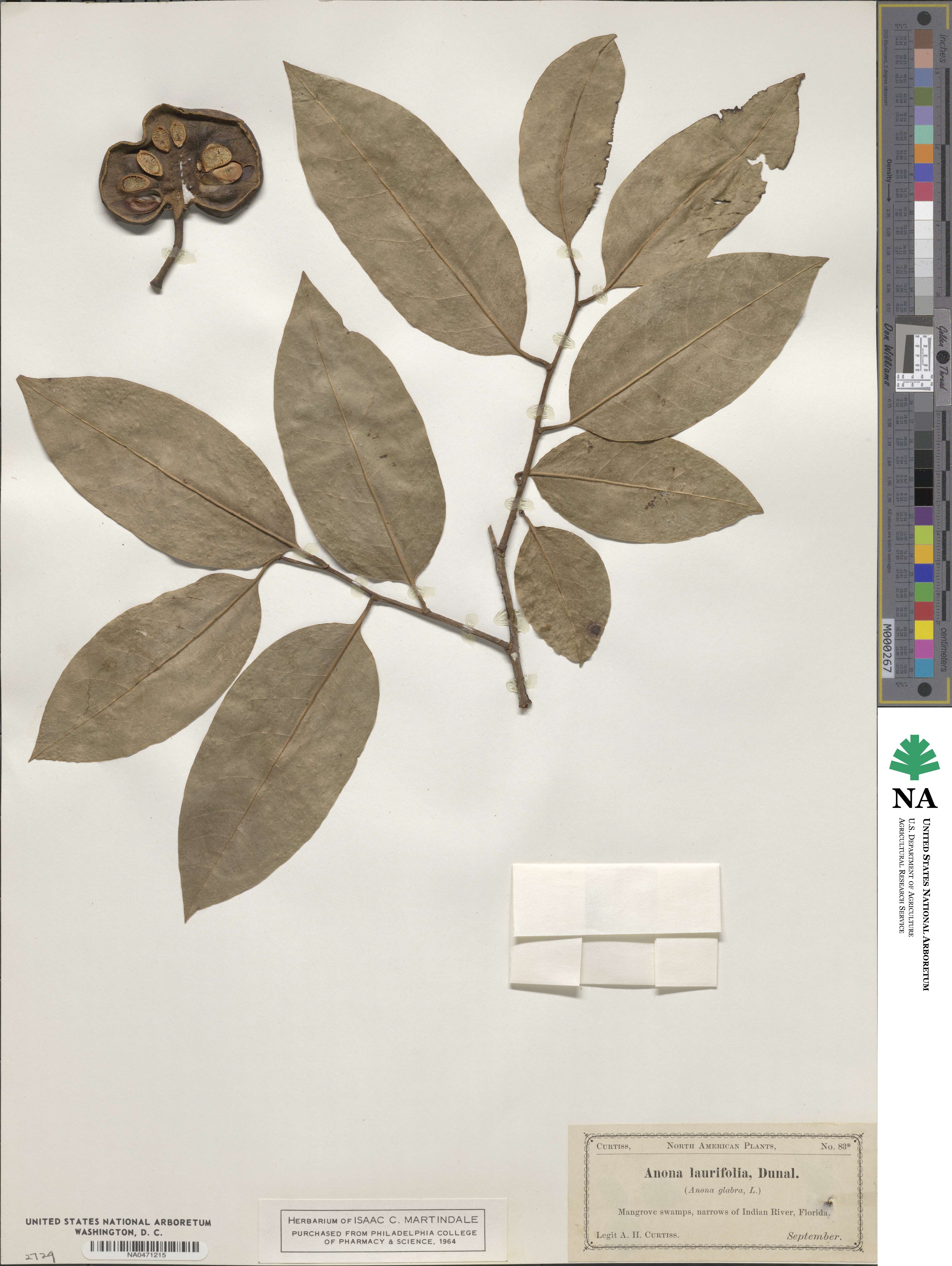 Annona glabra image
