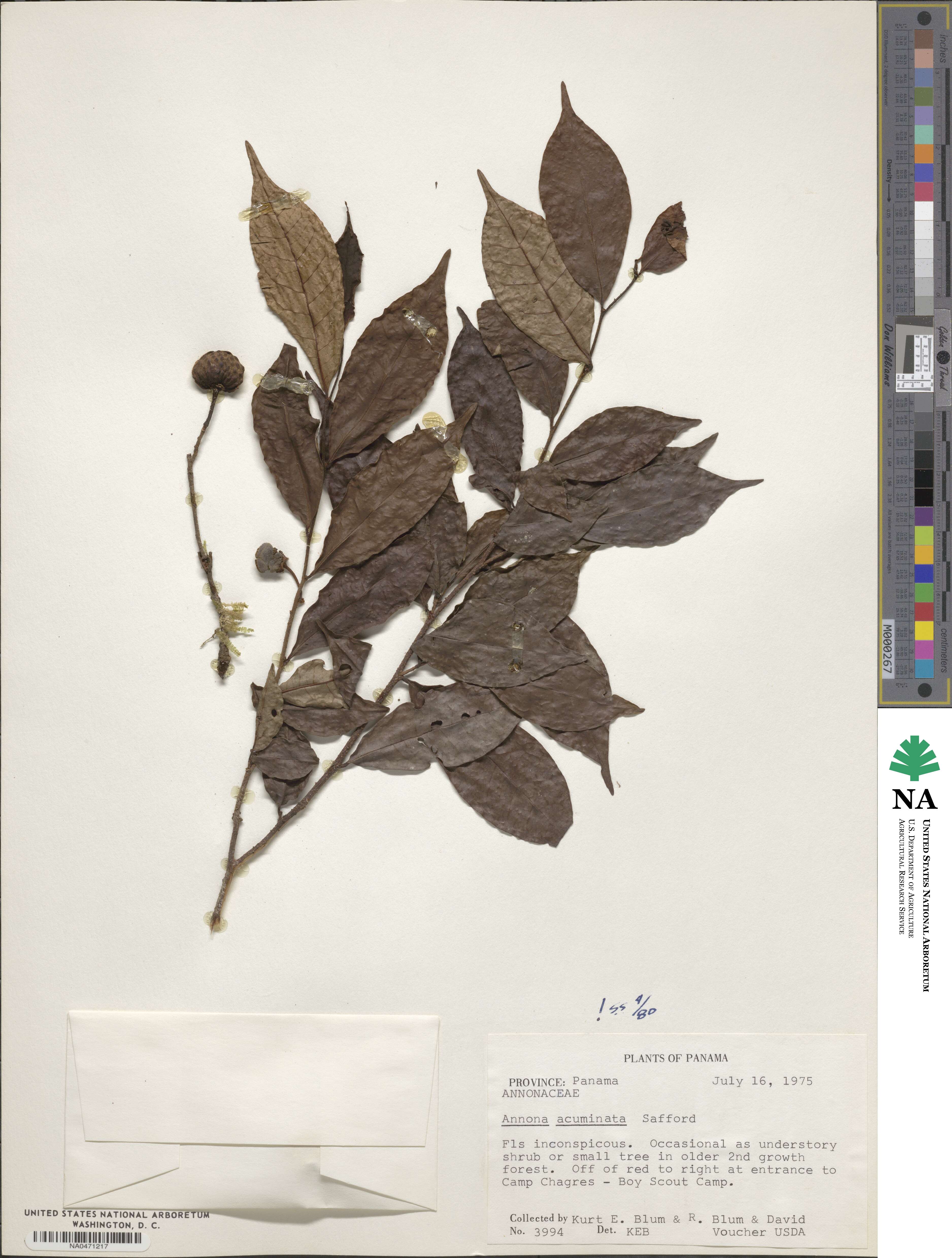 Annona acuminata image