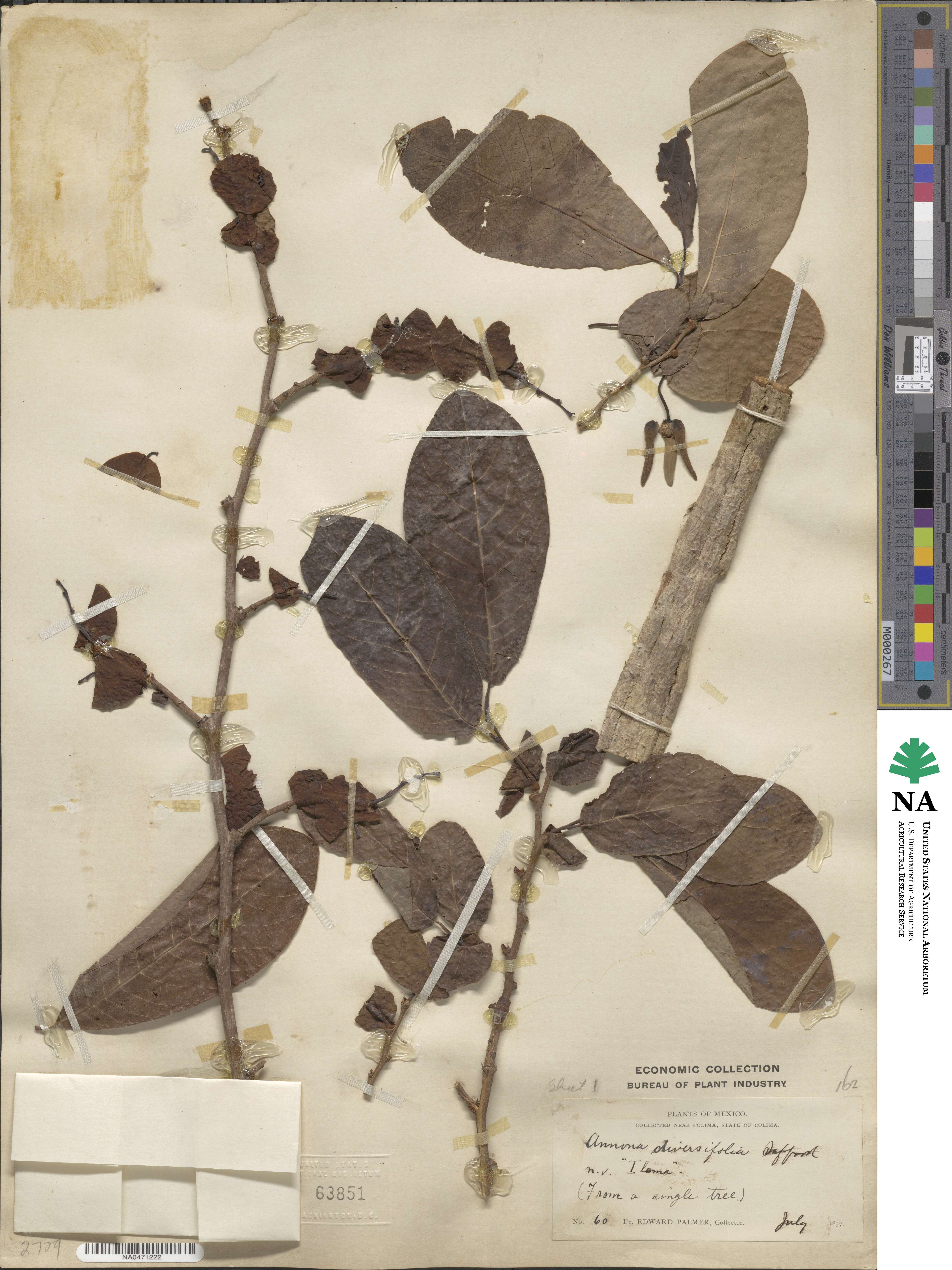 Annona macroprophyllata image