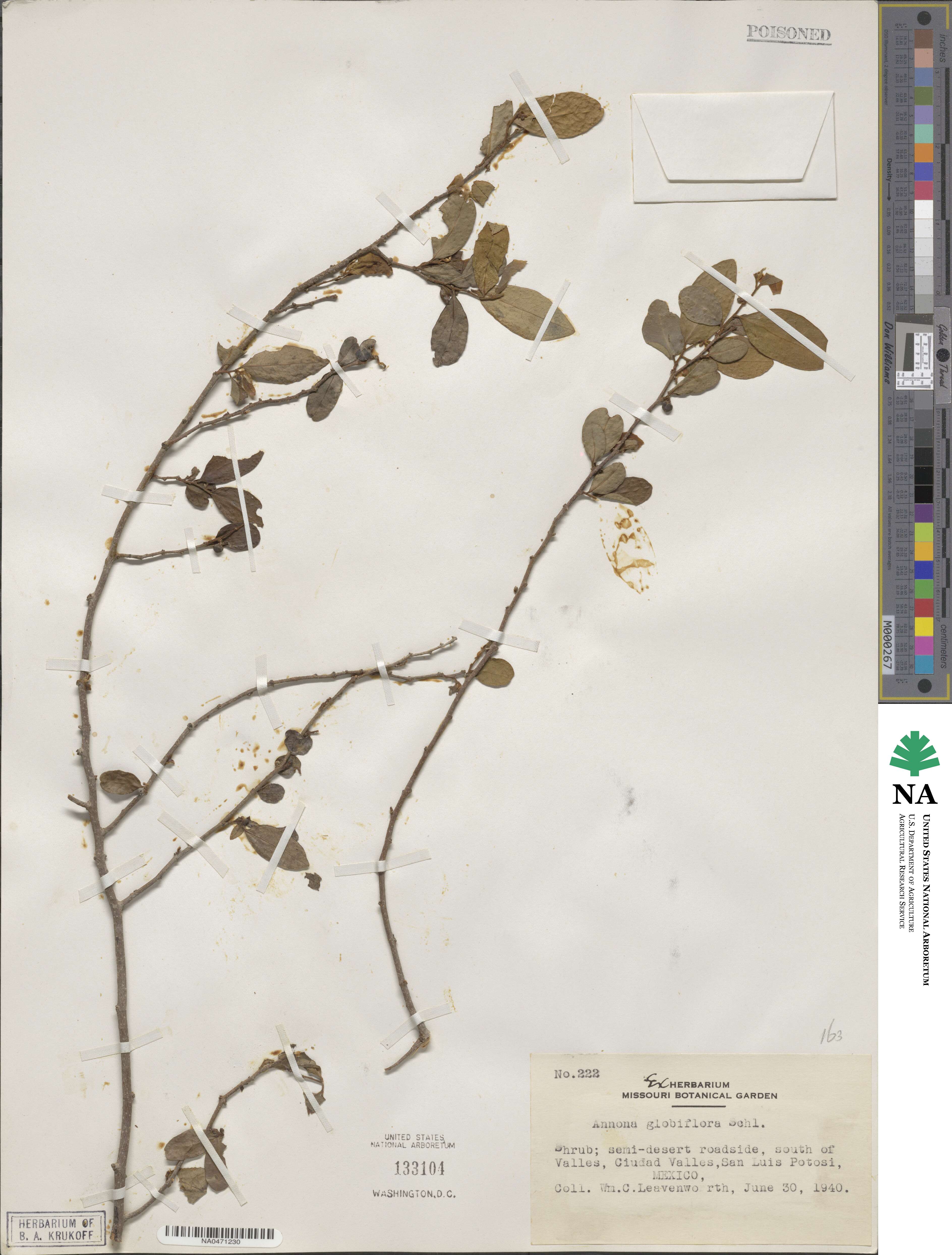 Annona globiflora image