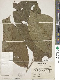 Annona purpurea image