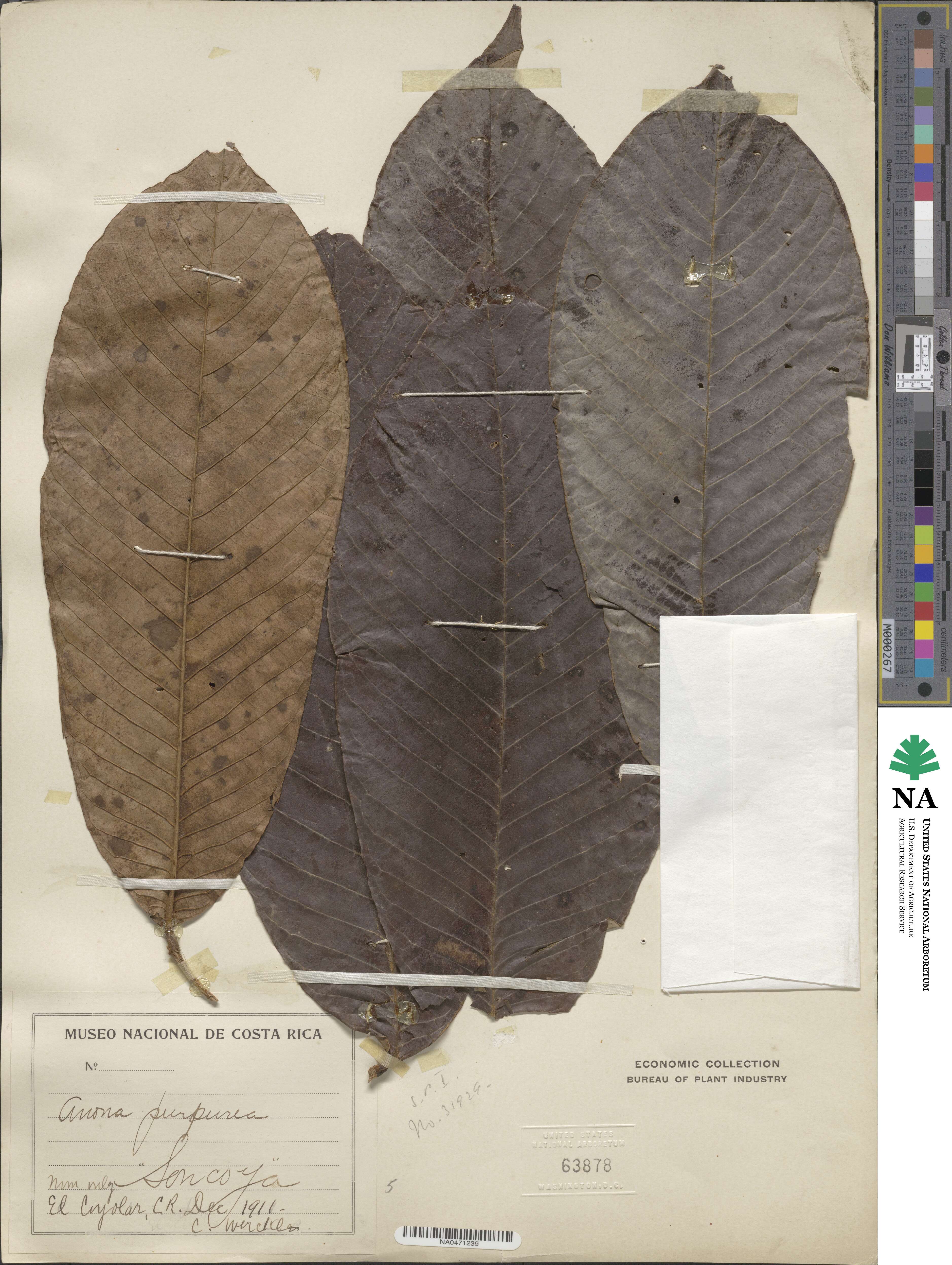 Annona purpurea image