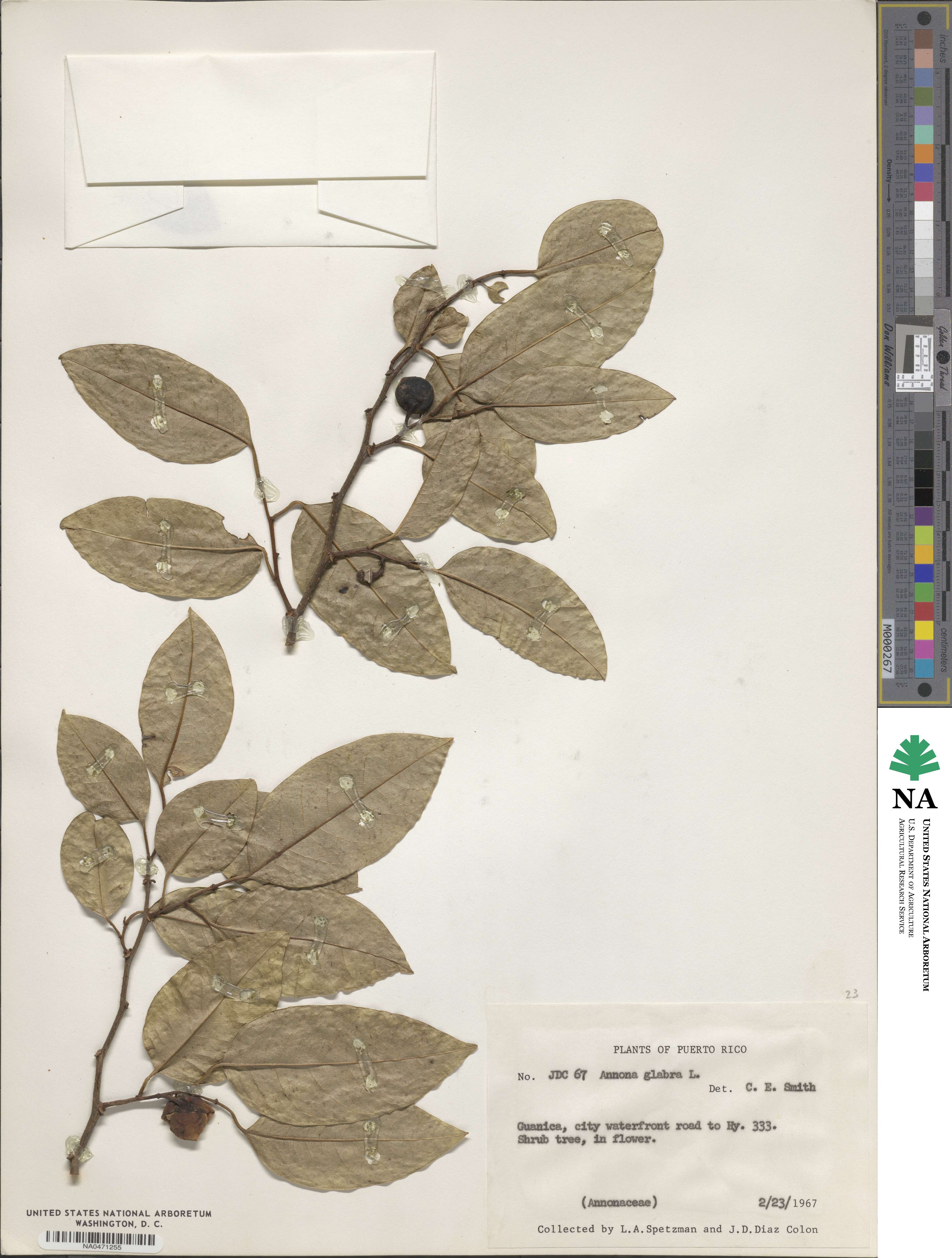 Annona glabra image