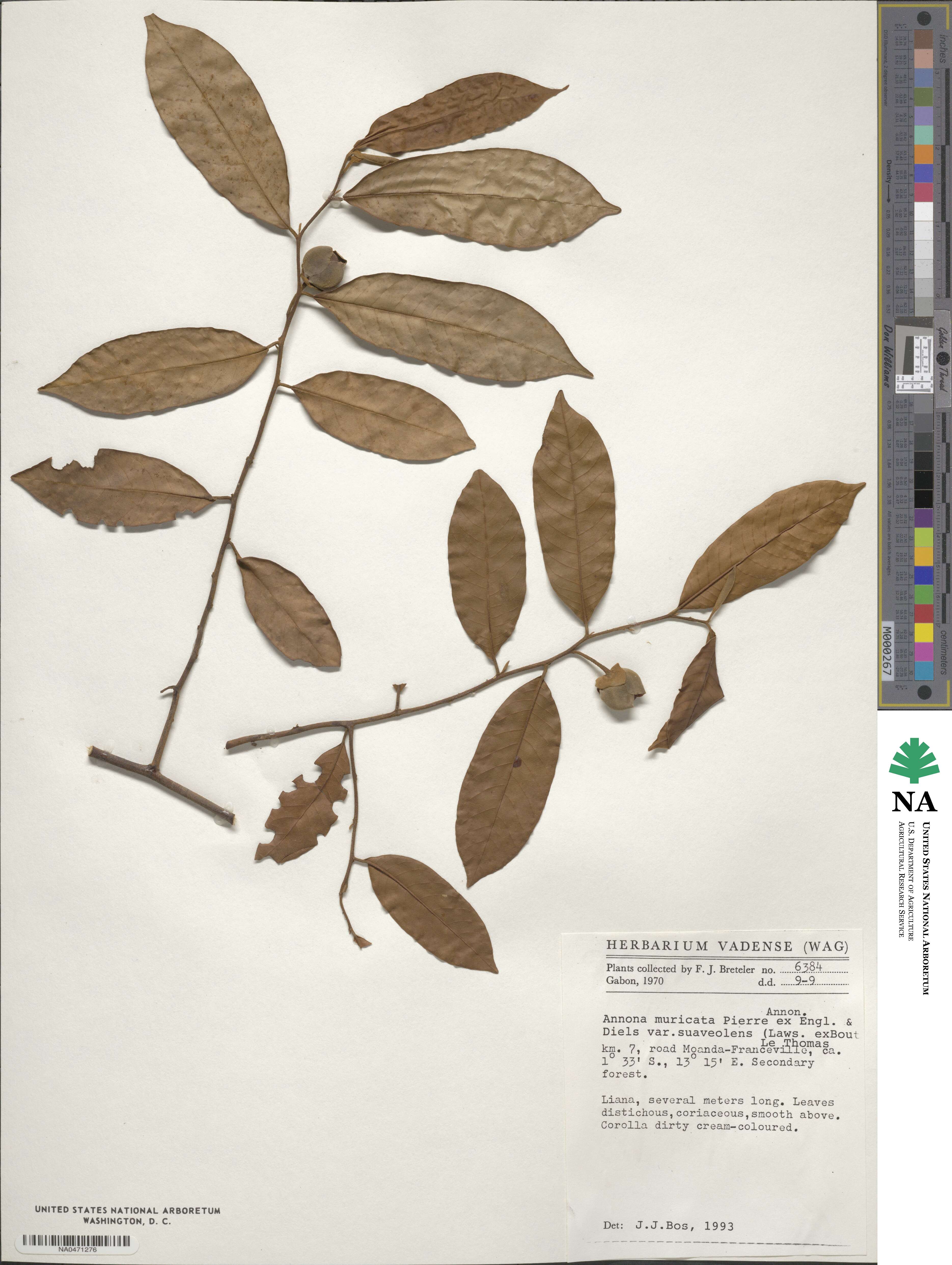 Annona senegalensis image