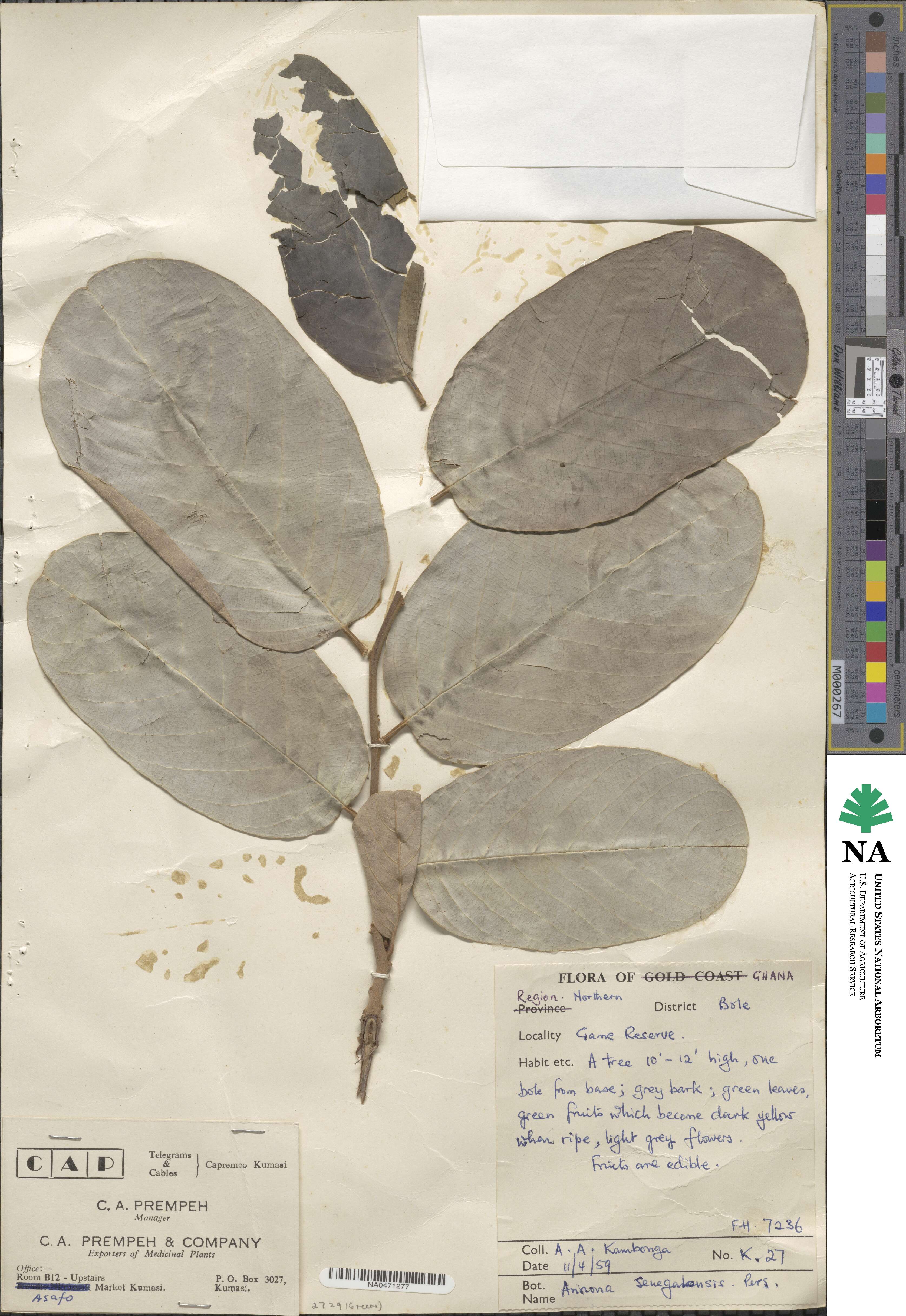 Annona senegalensis image
