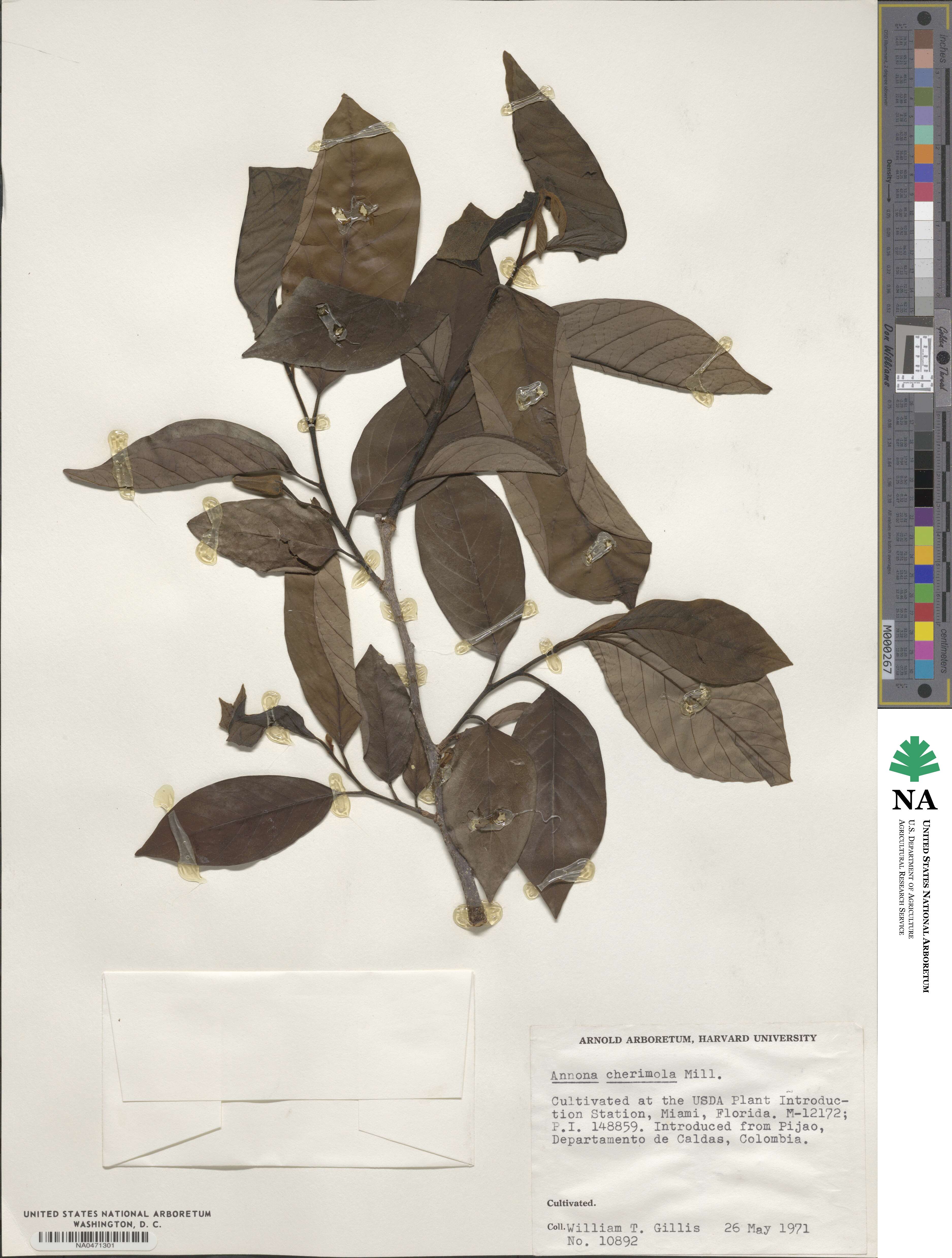 Annona cherimola image