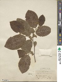 Annona cherimola image