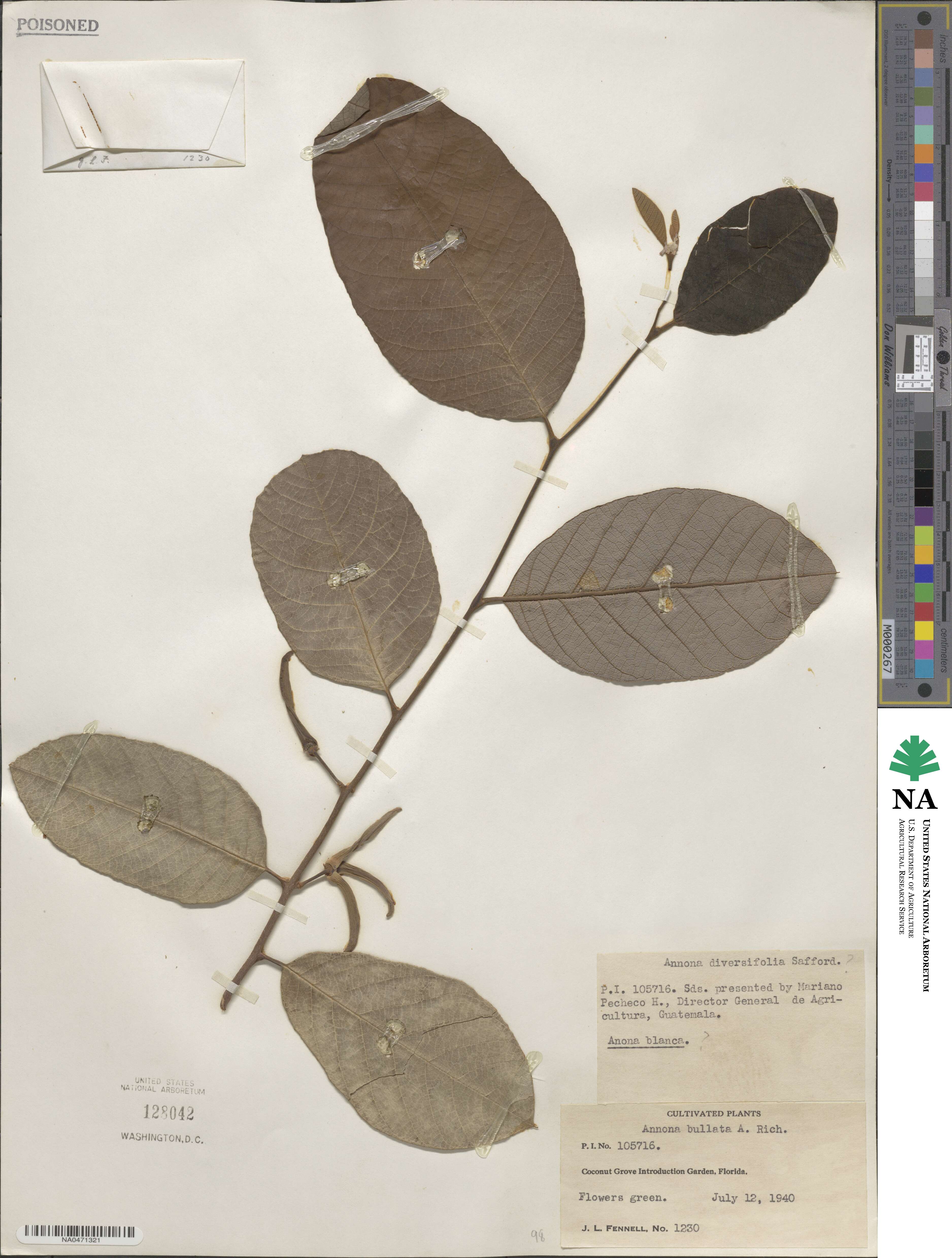 Annona macroprophyllata image