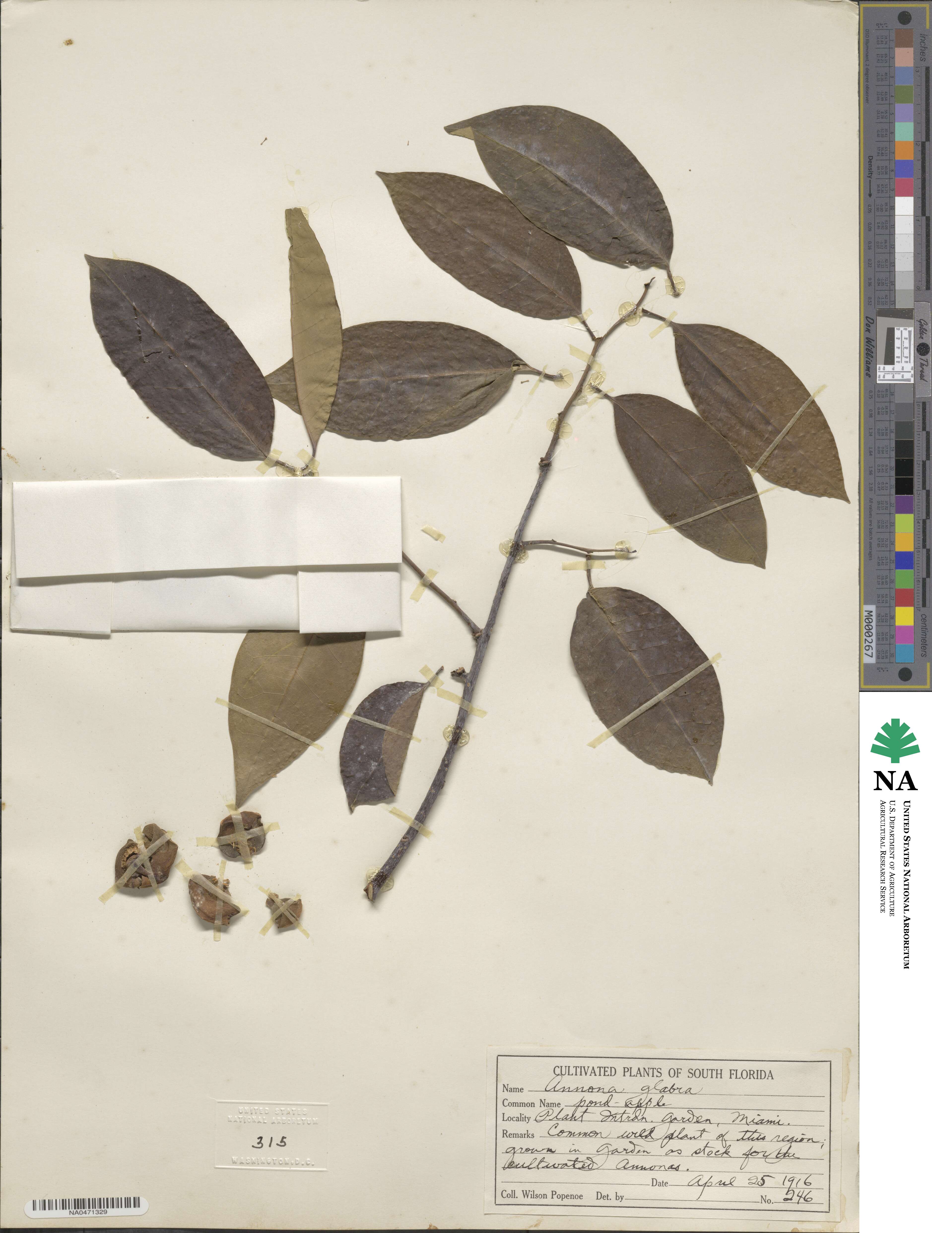 Annona glabra image