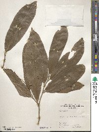 Annona montana image