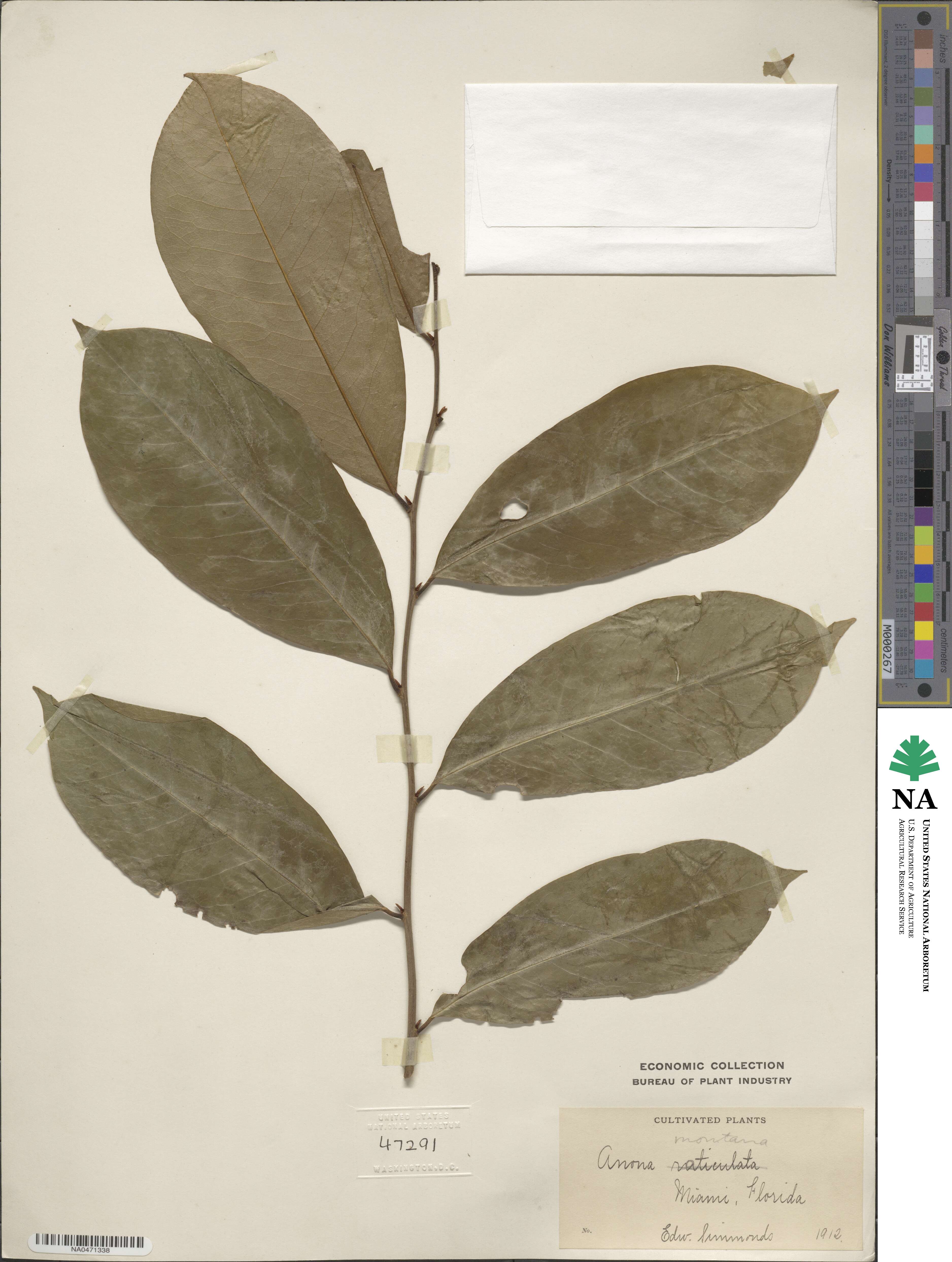 Annona montana image