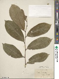 Annona montana image