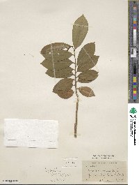Annona muricata image
