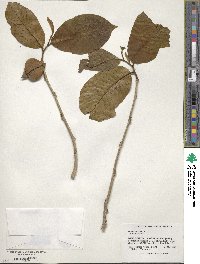 Annona purpurea image
