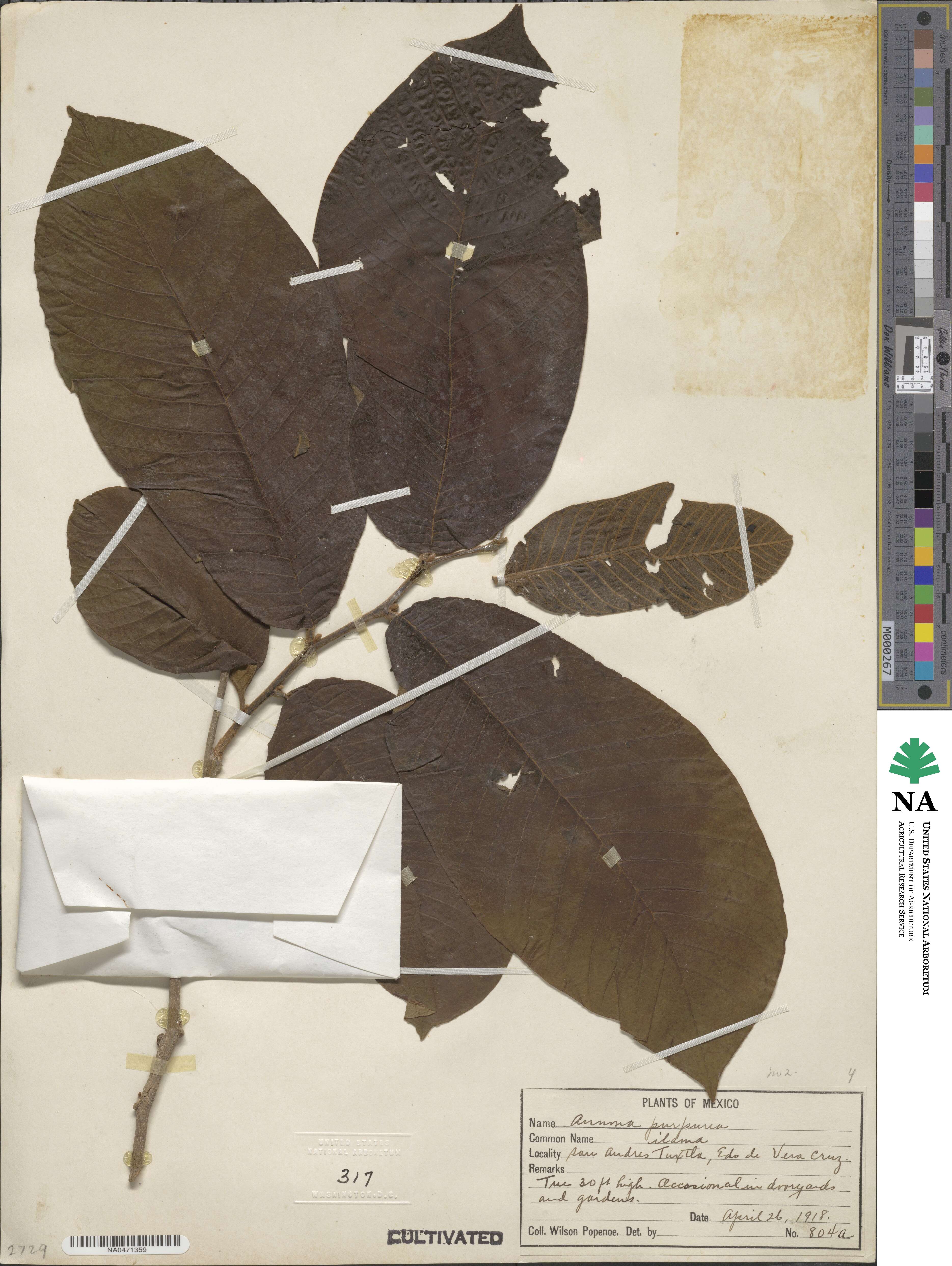Annona purpurea image