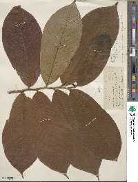 Annona purpurea image