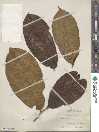 Annona purpurea image