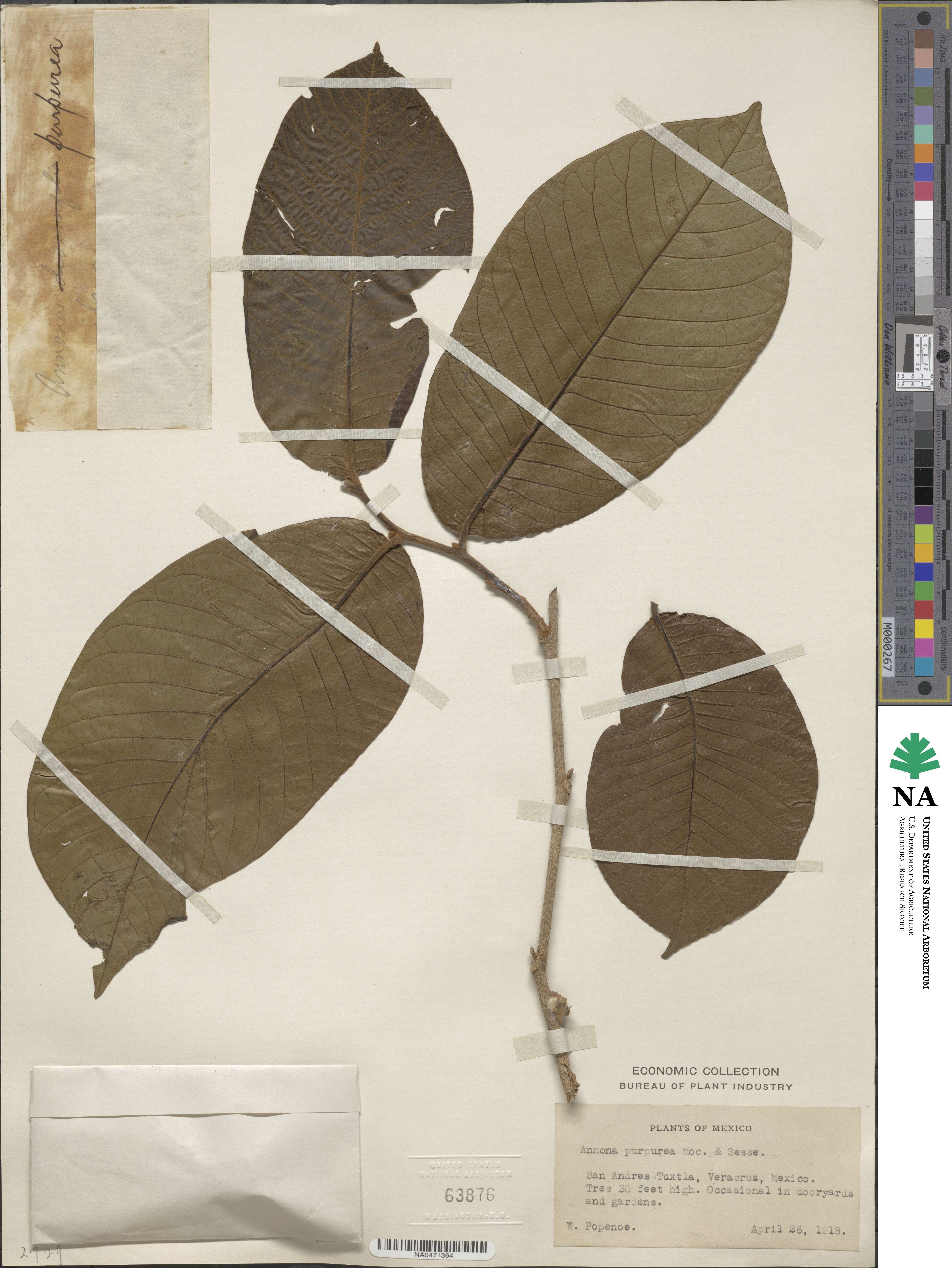 Annona purpurea image