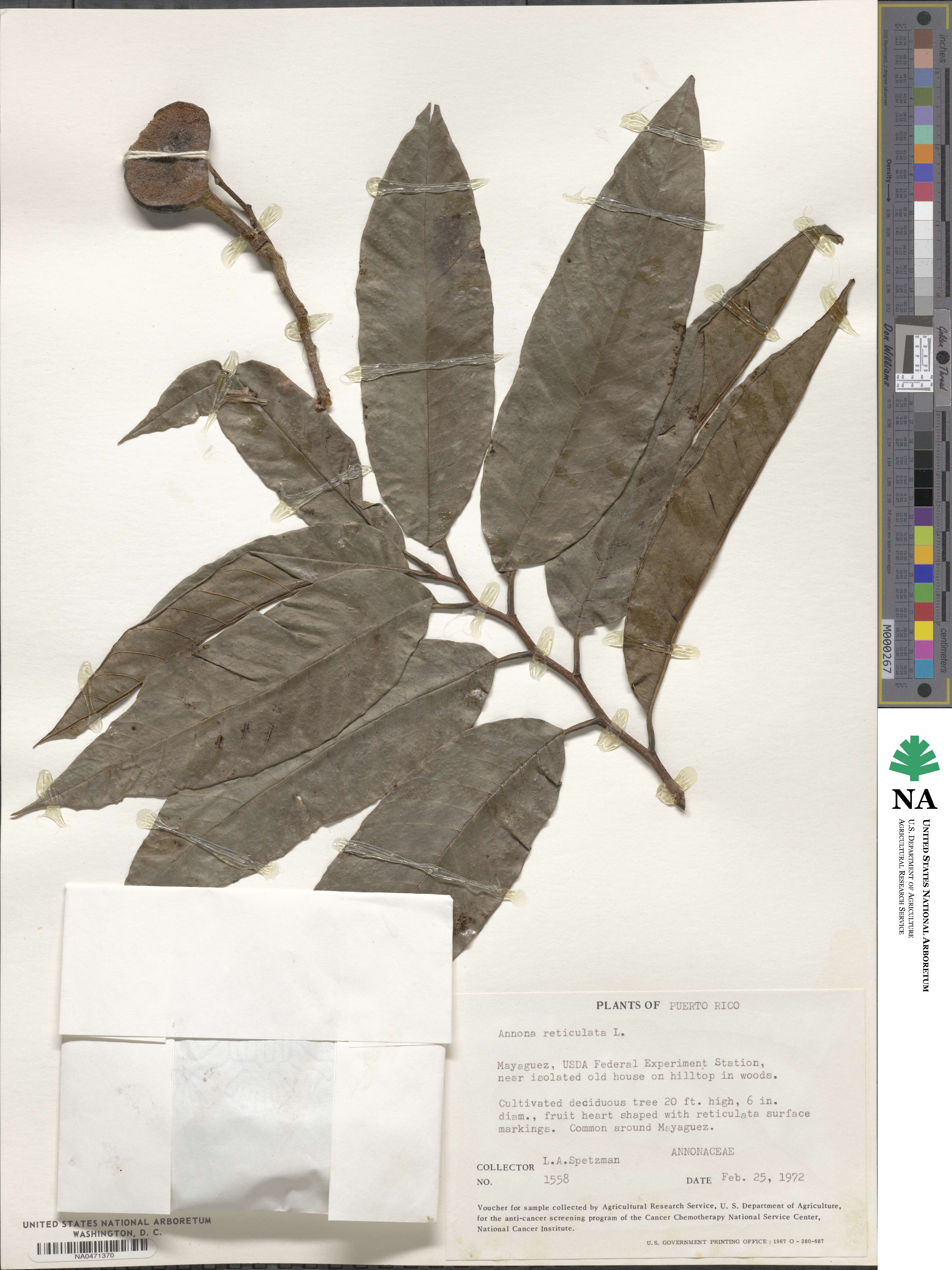 Annona reticulata image