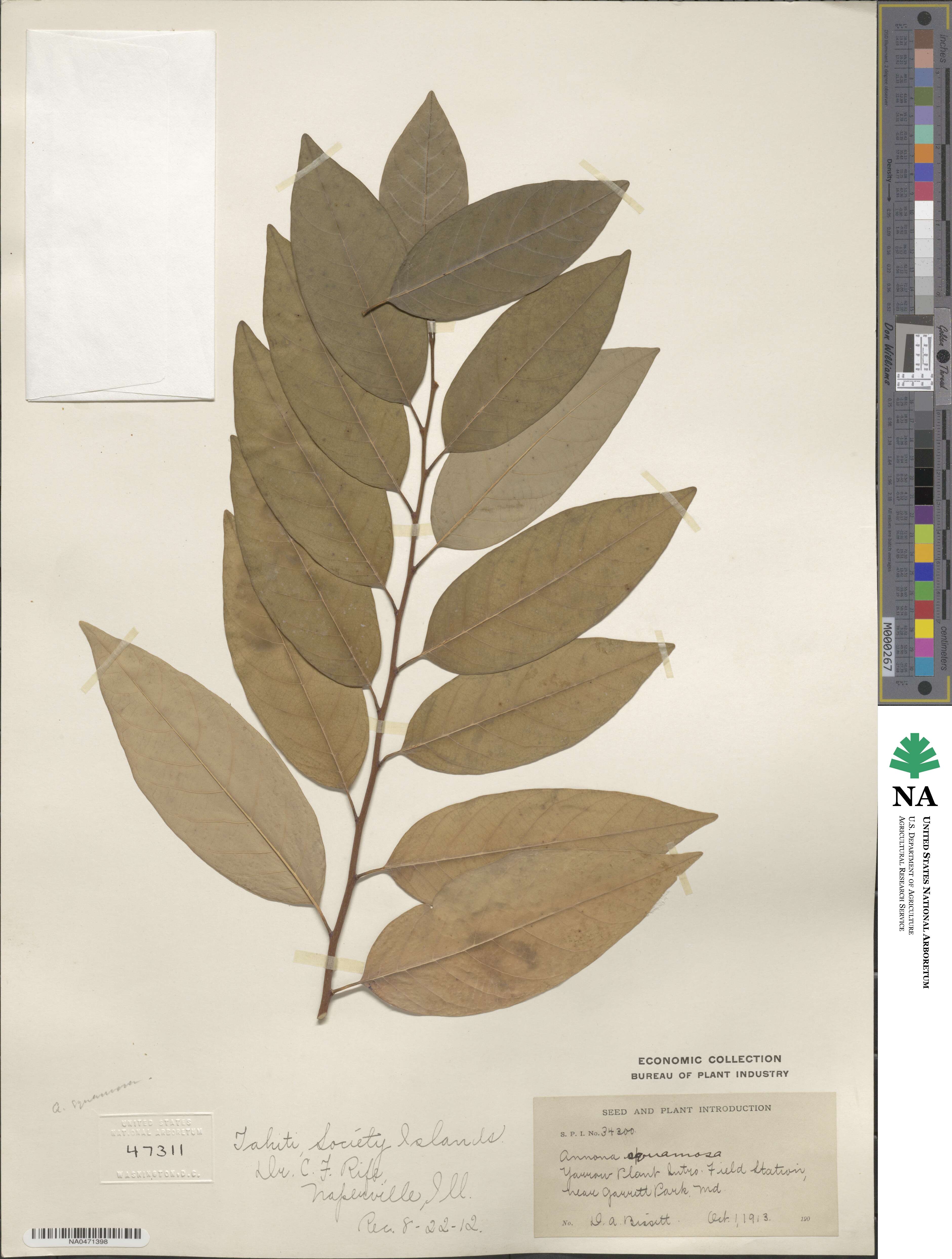 Annona squamosa image