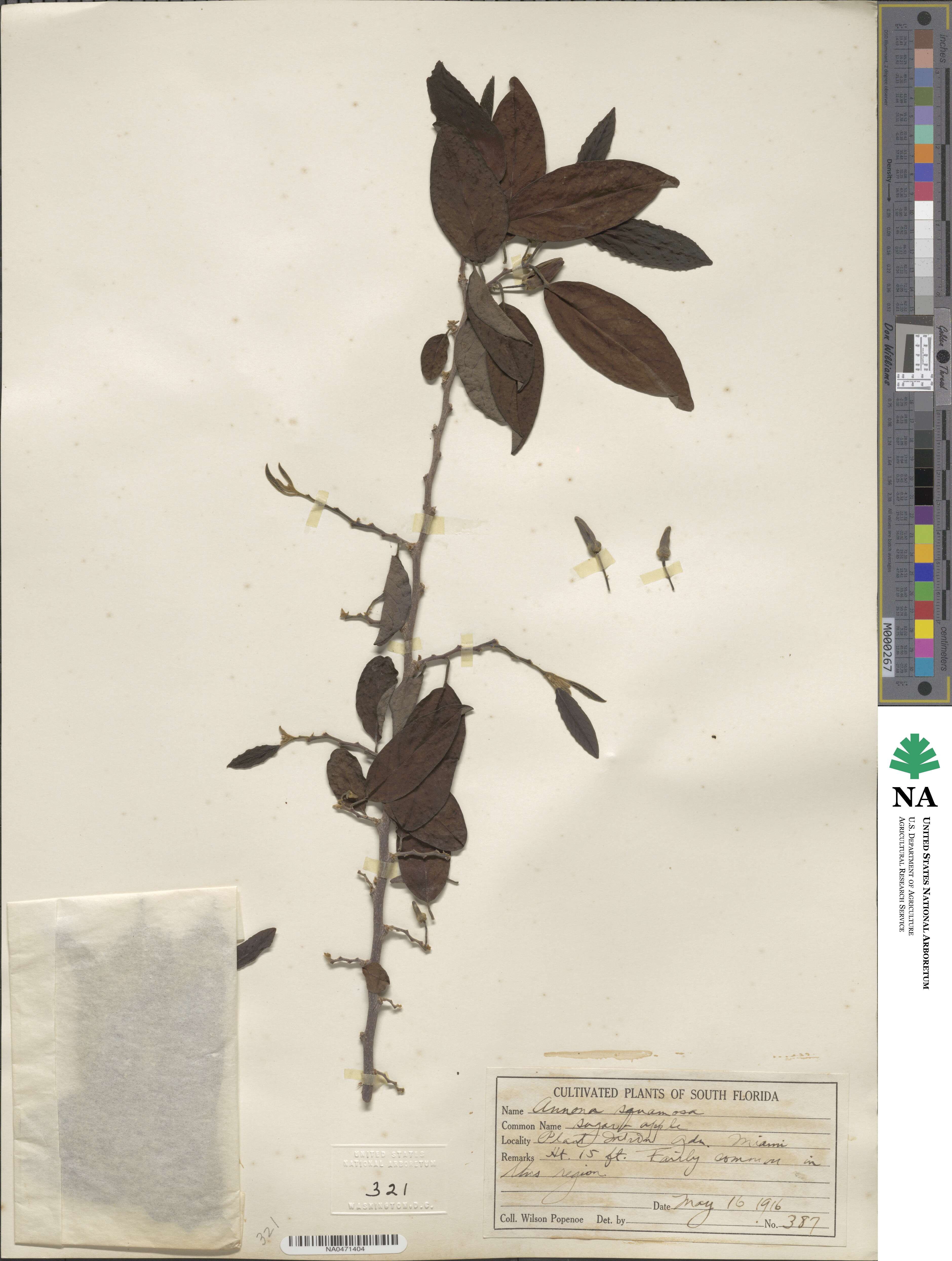 Annona squamosa image