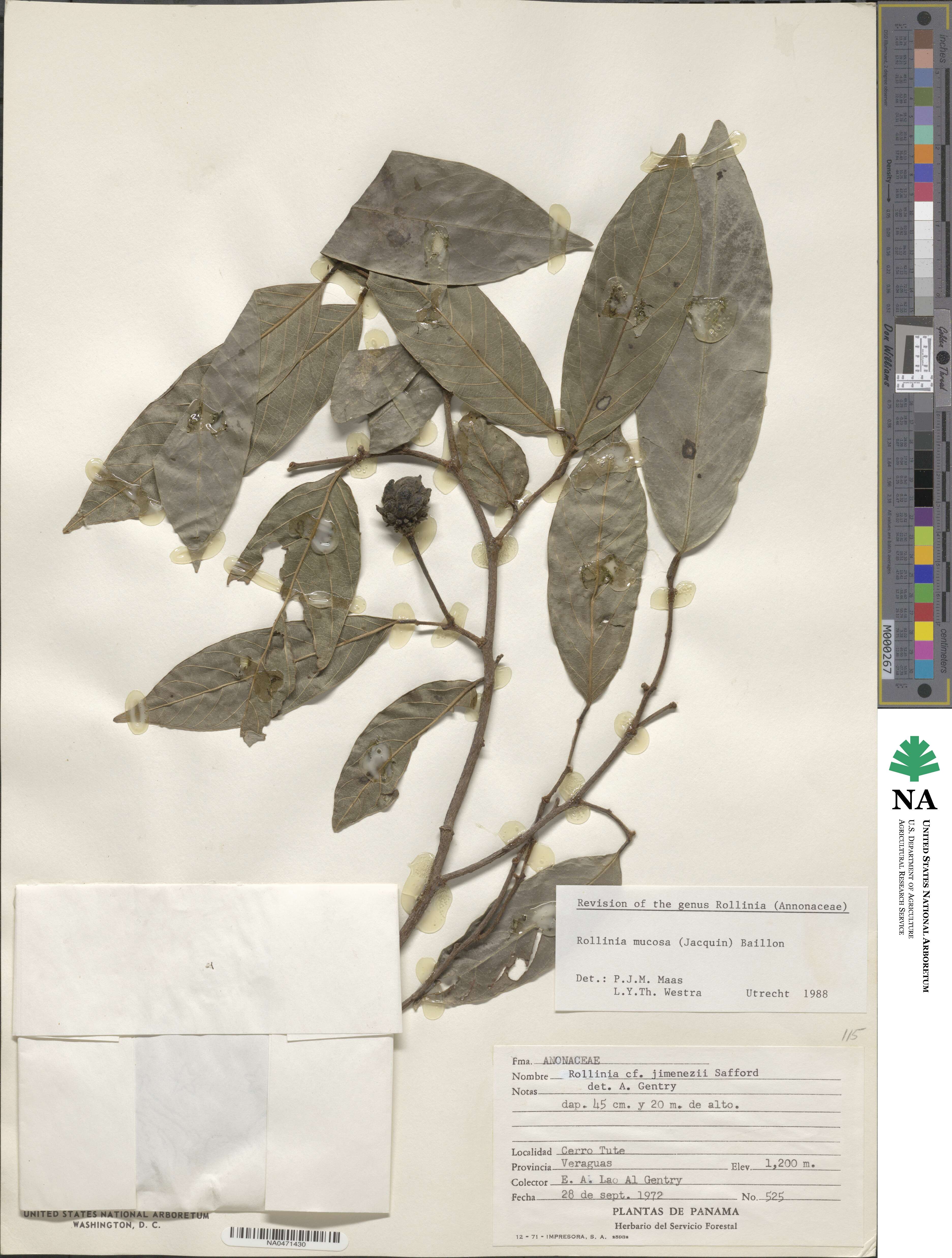 Annona mucosa image