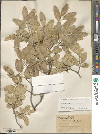 Annona emarginata image