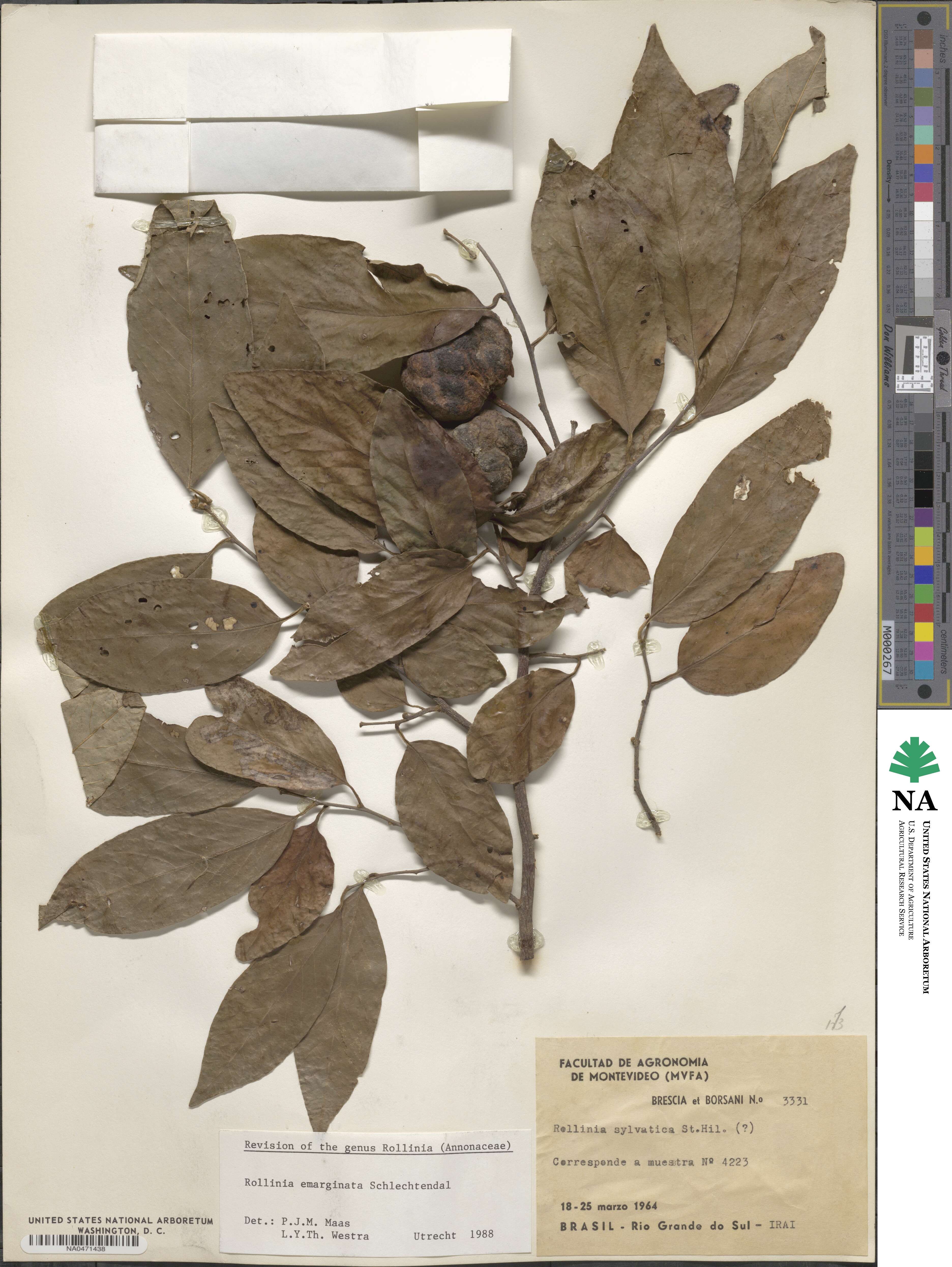 Annona emarginata image