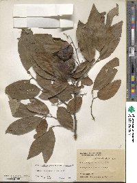 Annona emarginata image