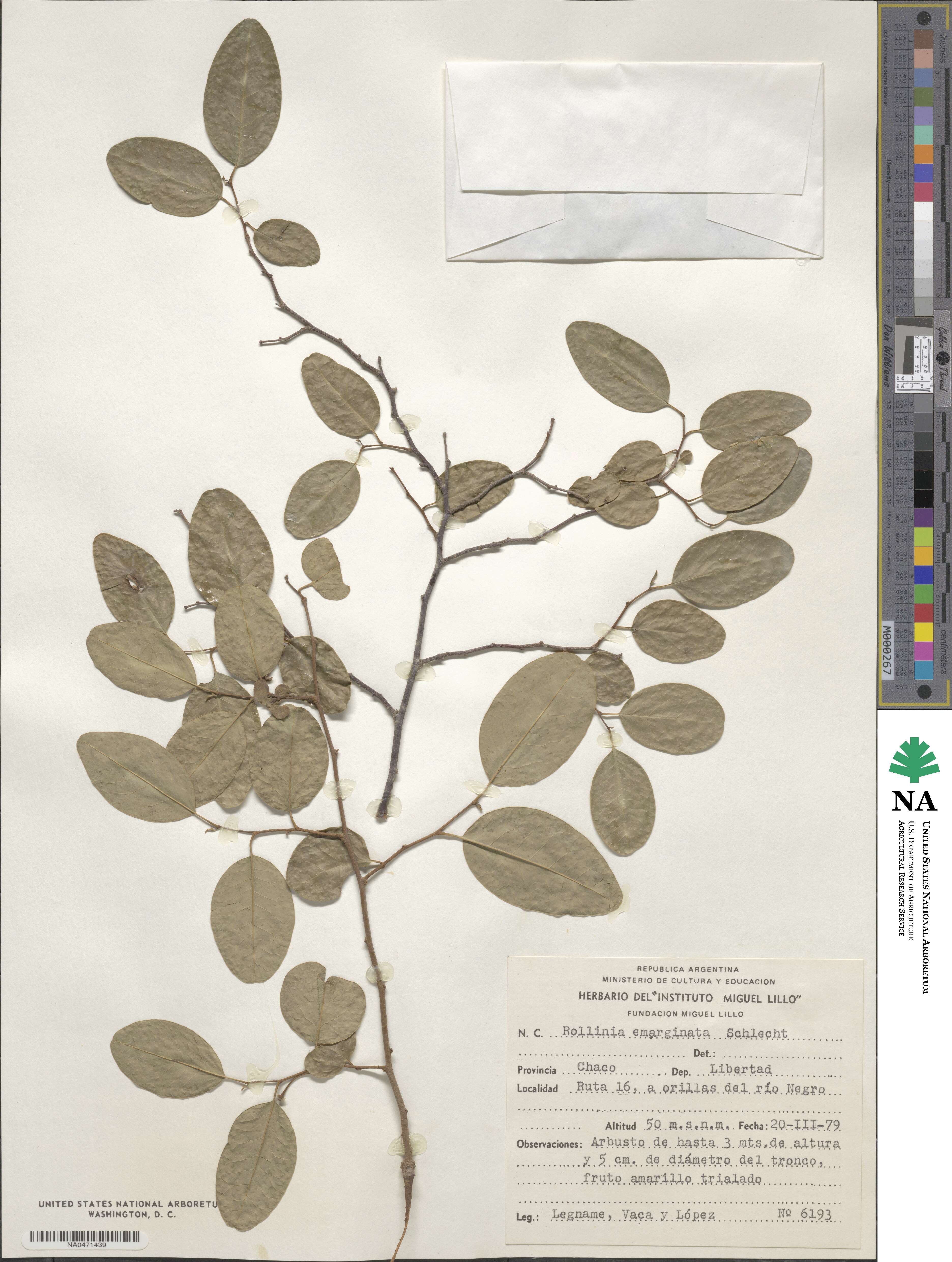 Annona emarginata image