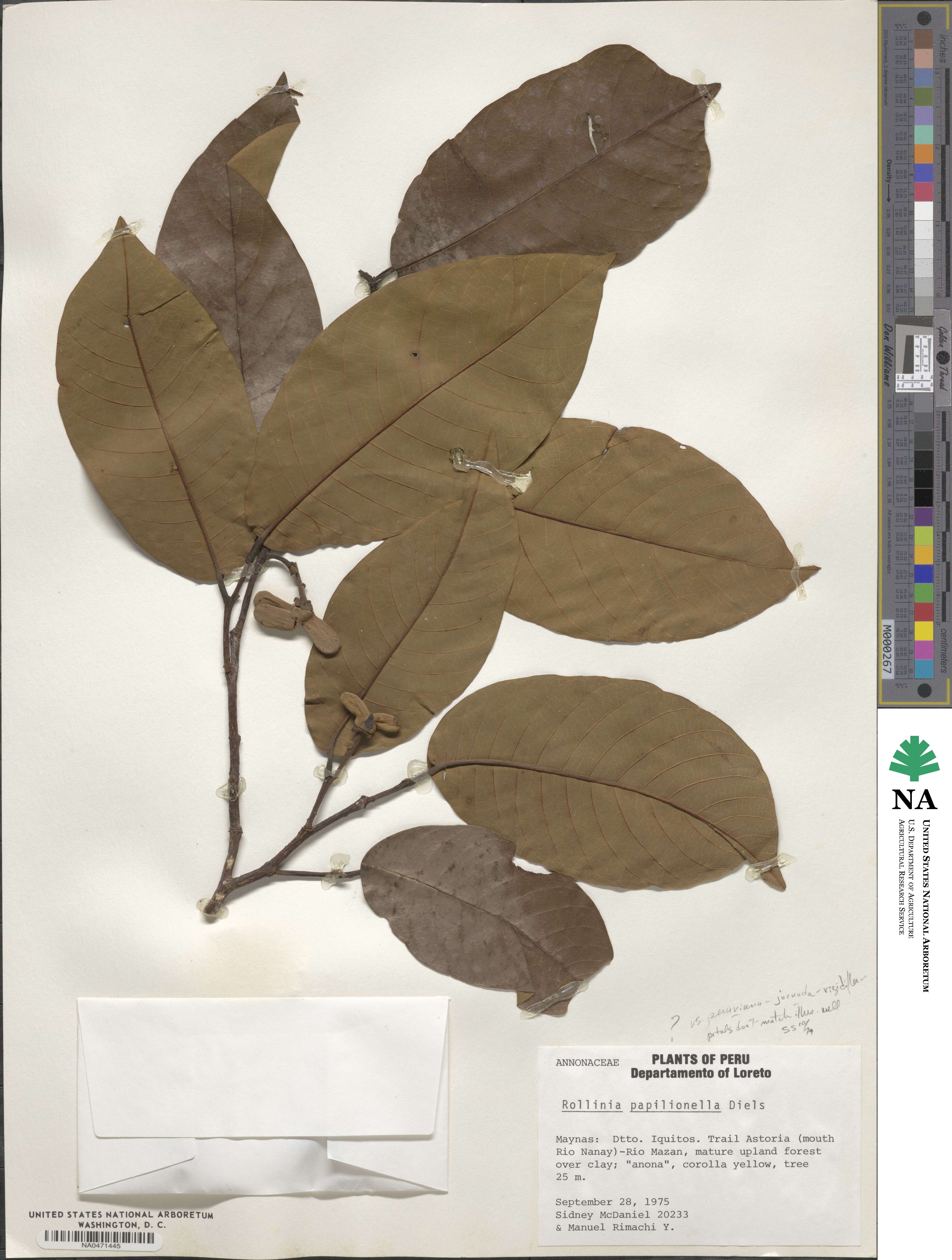 Annona papilionella image