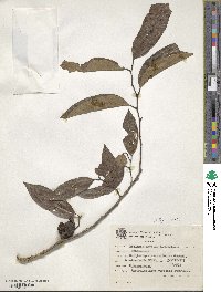 Annona neosericea image