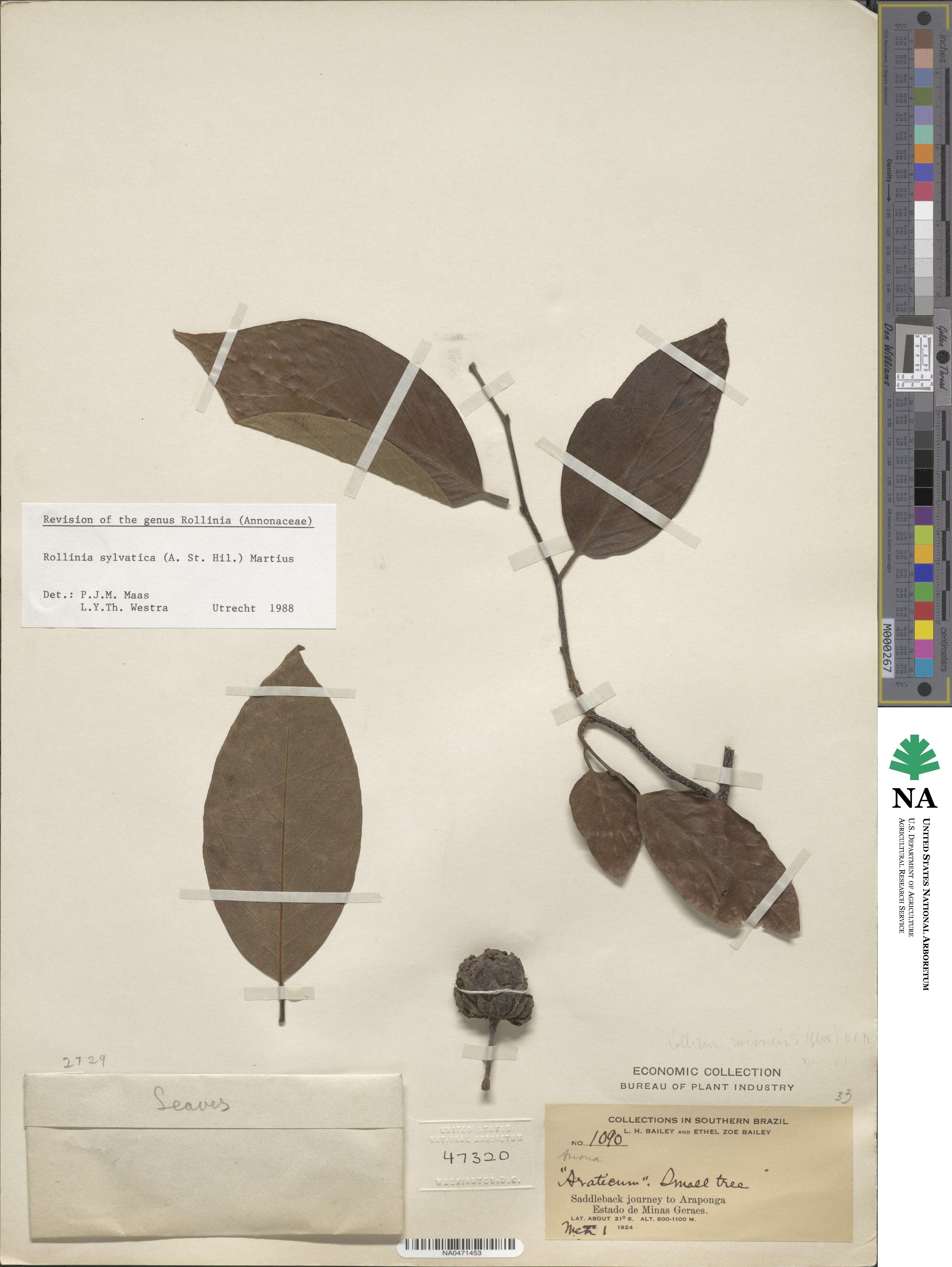 Annona sylvatica image