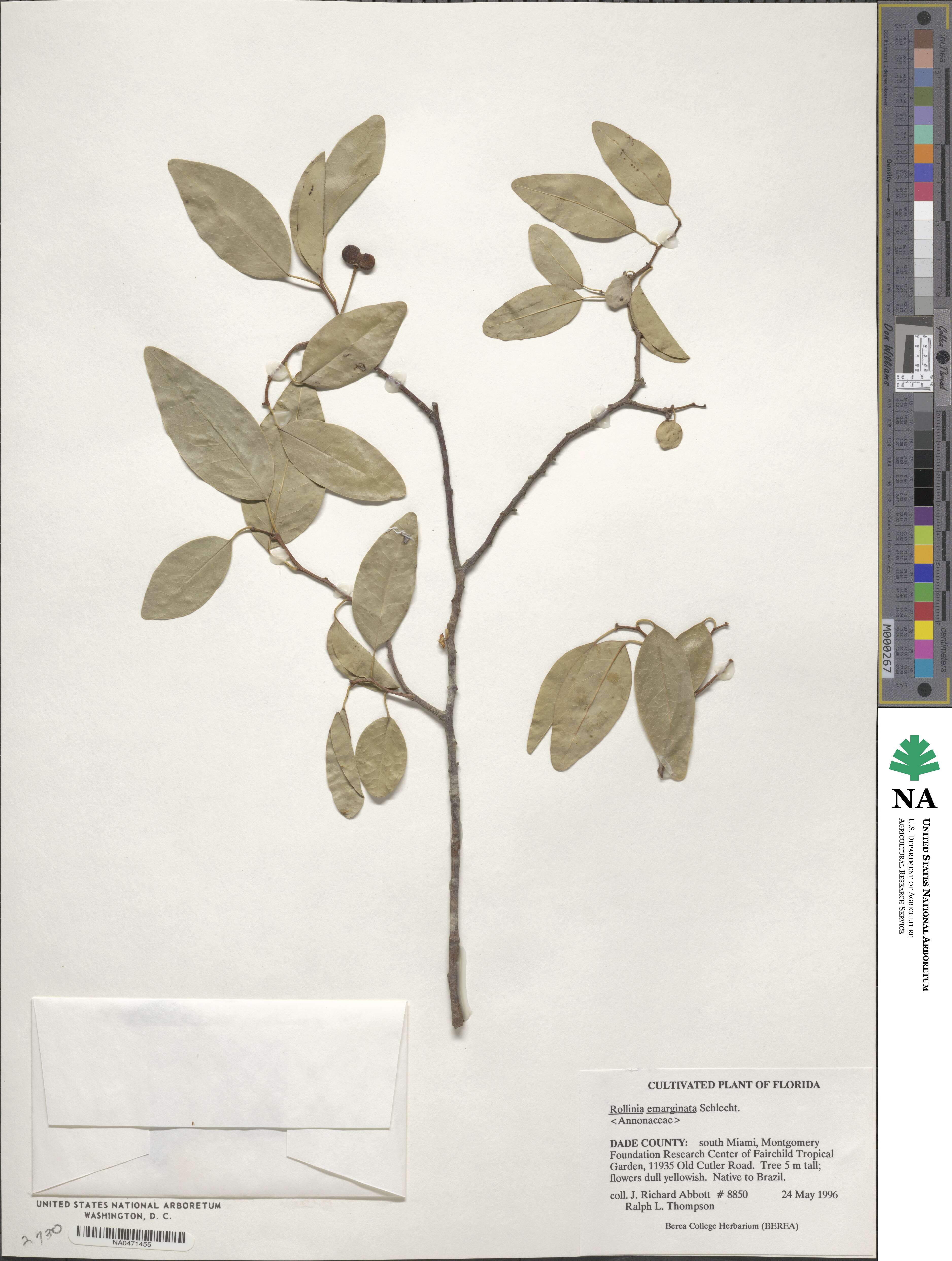 Annona emarginata image