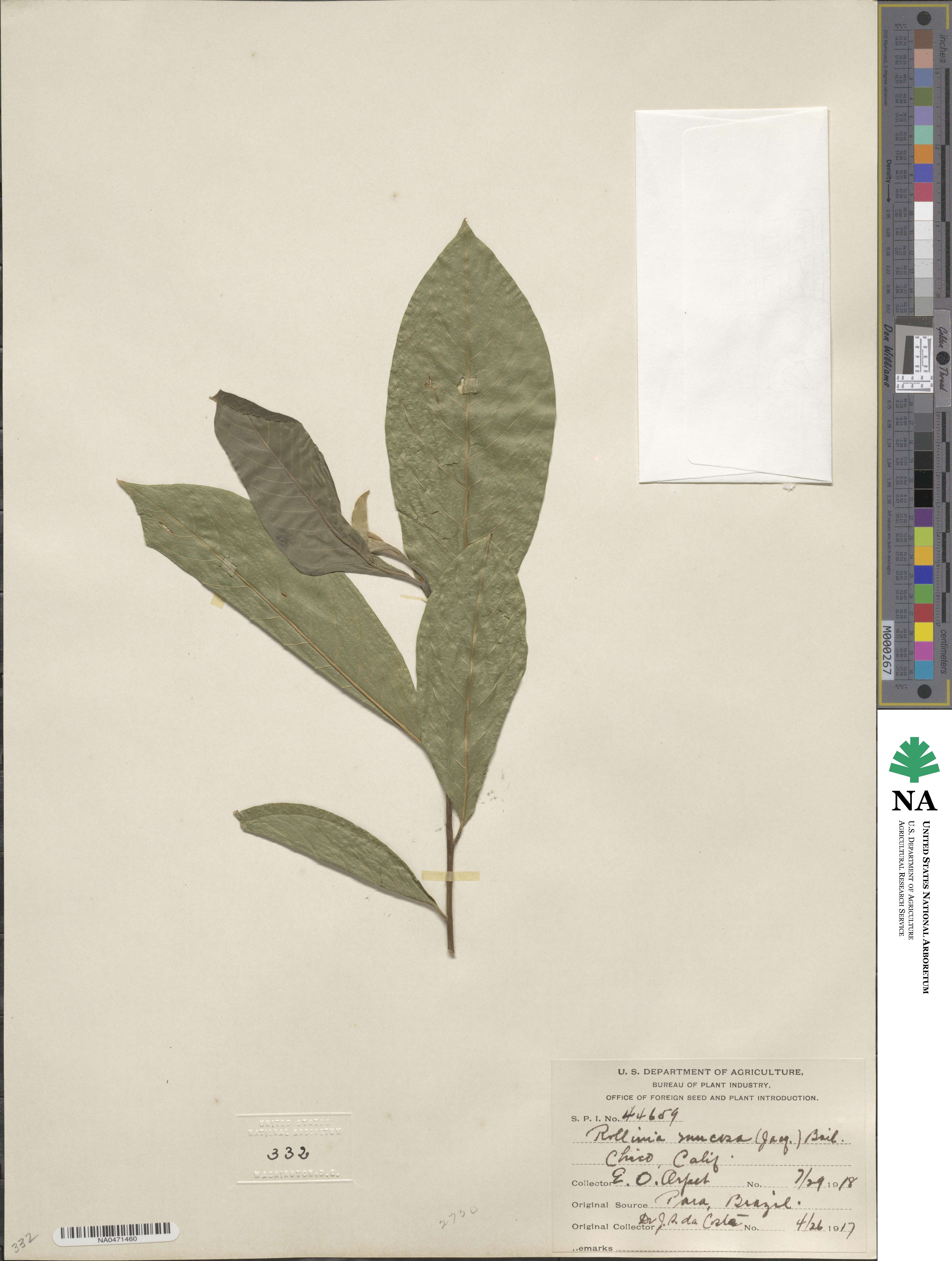 Annona mucosa image