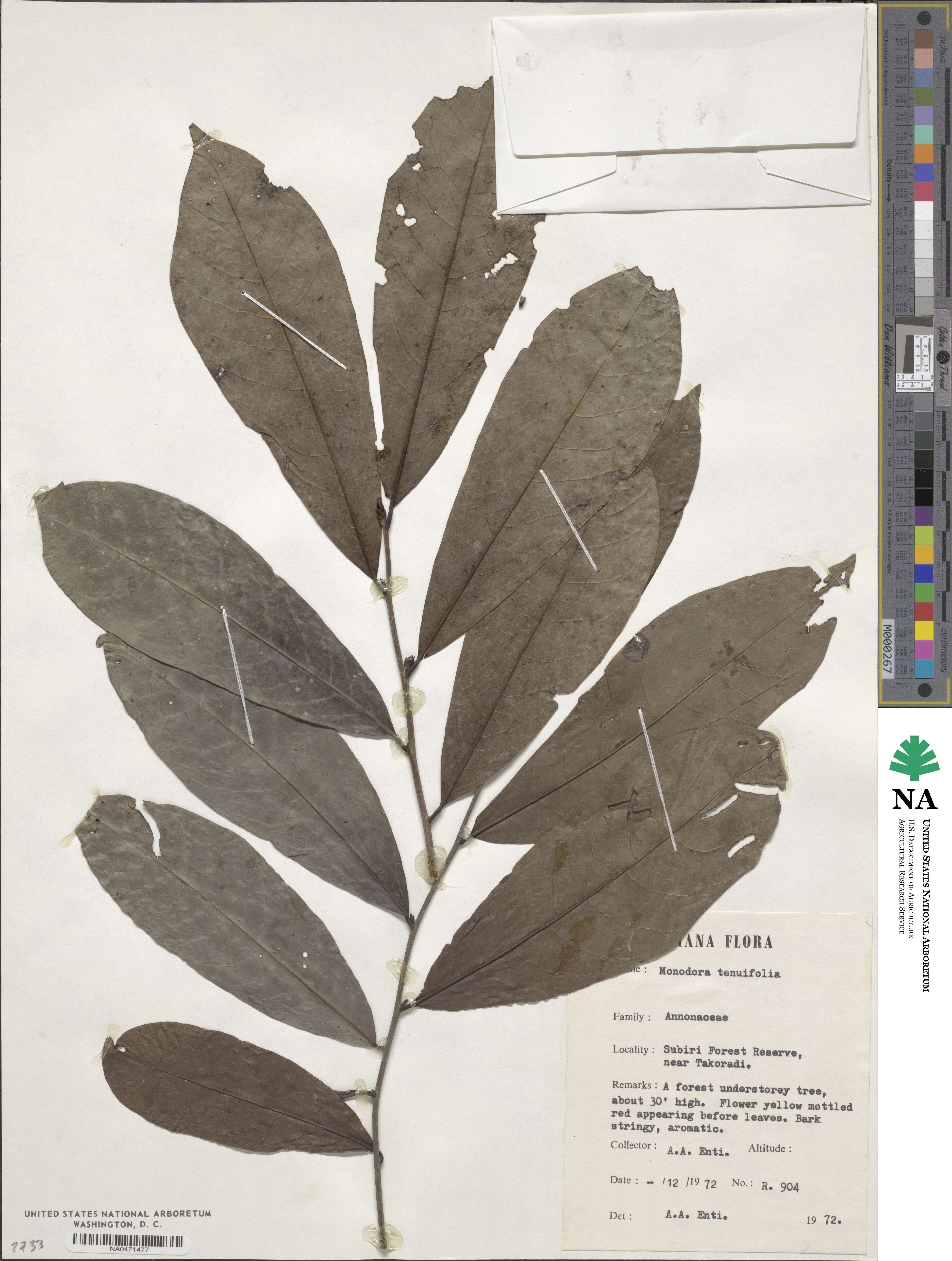 Monodora tenuifolia image