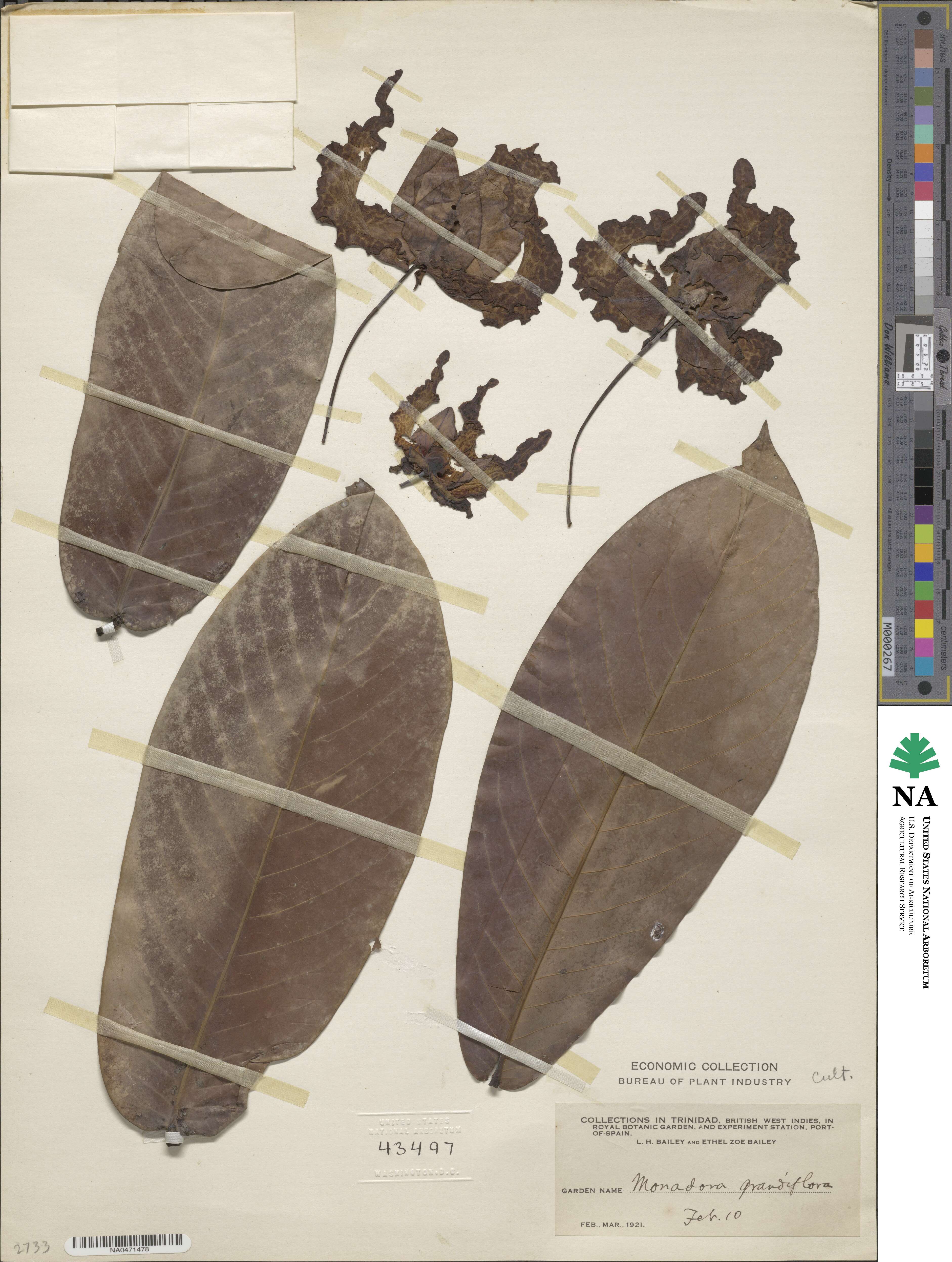 Monodora undulata image