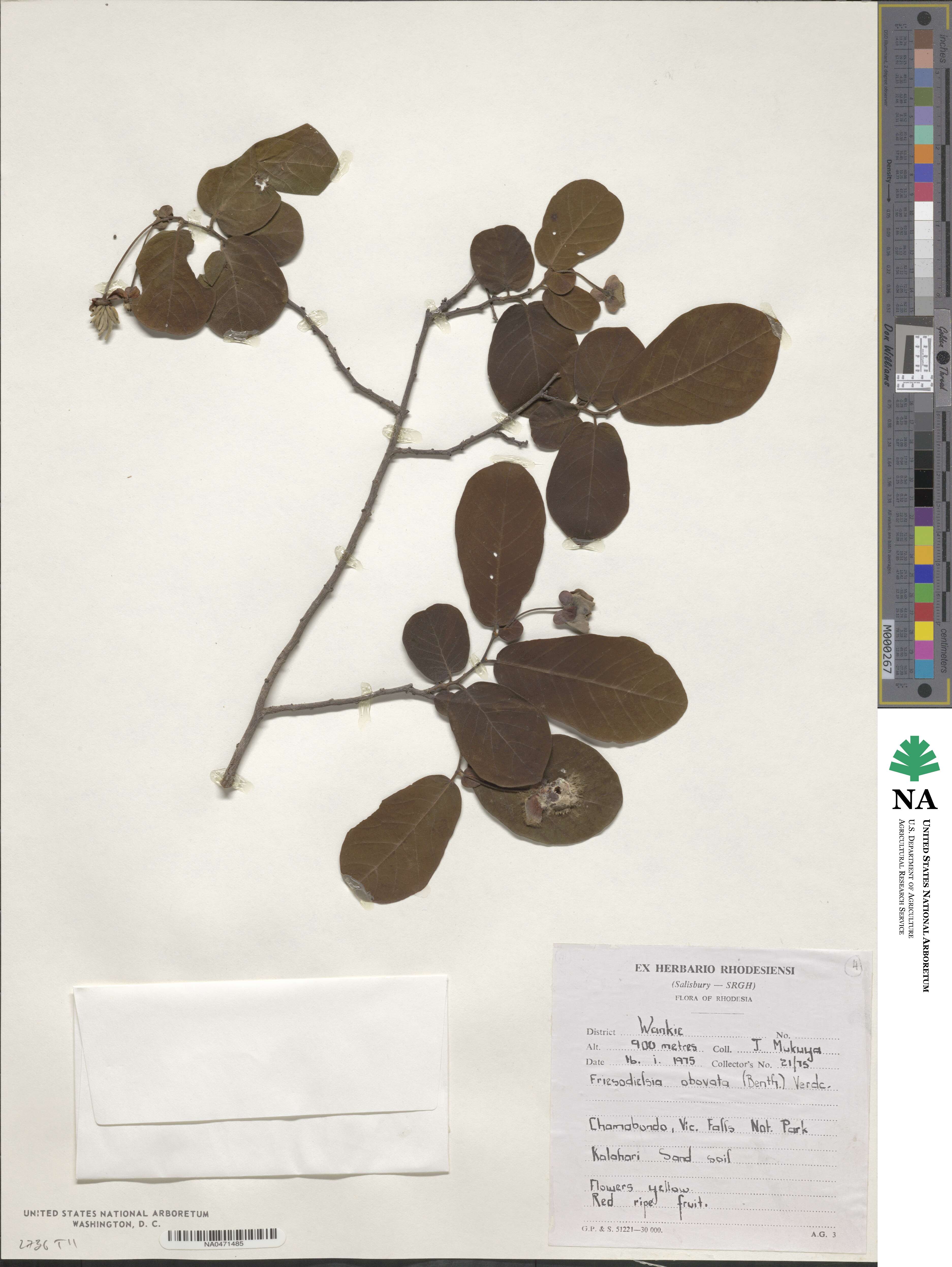 Friesodielsia obovata image
