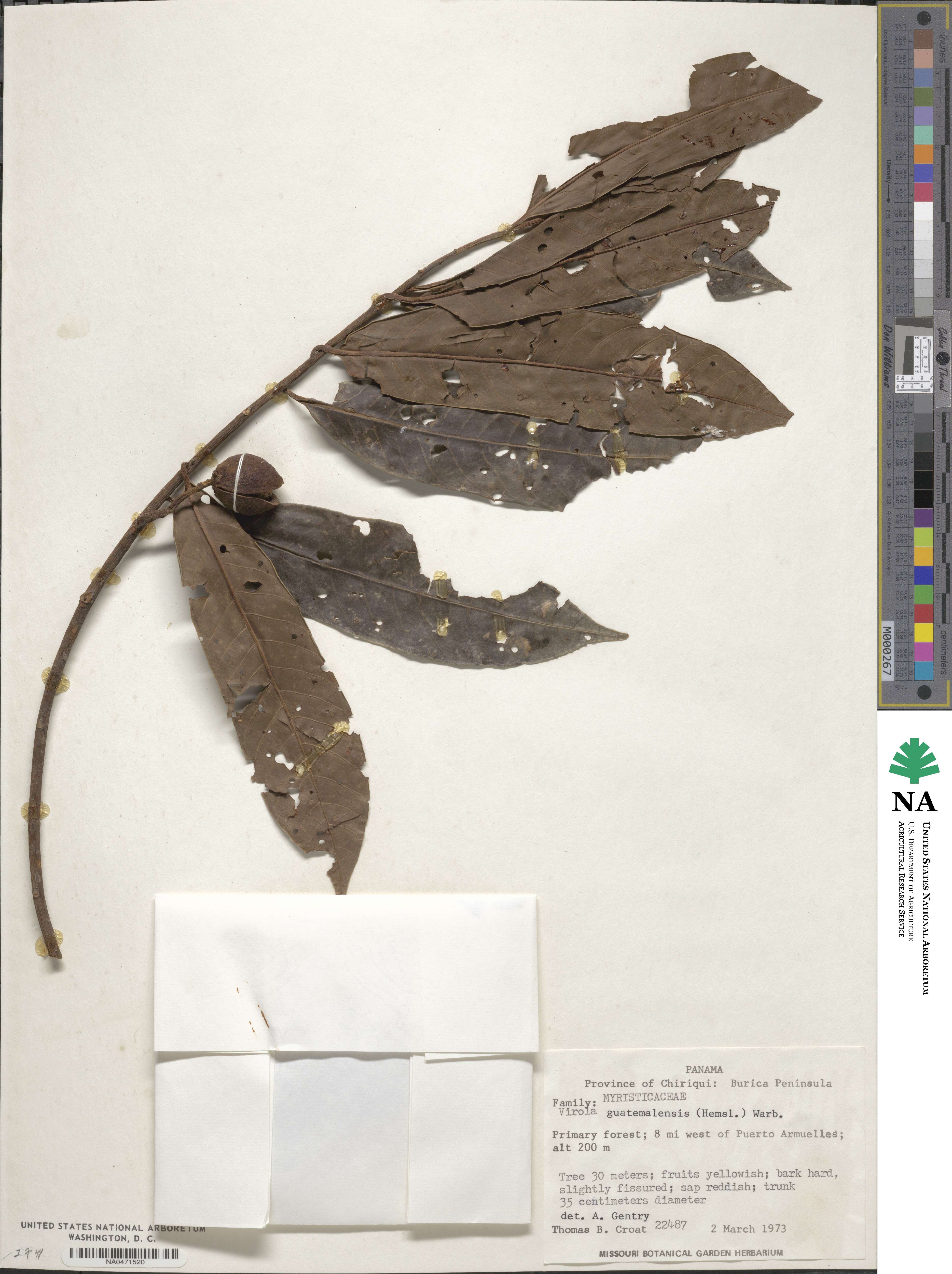 Virola guatemalensis image