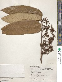 Virola calophylla image