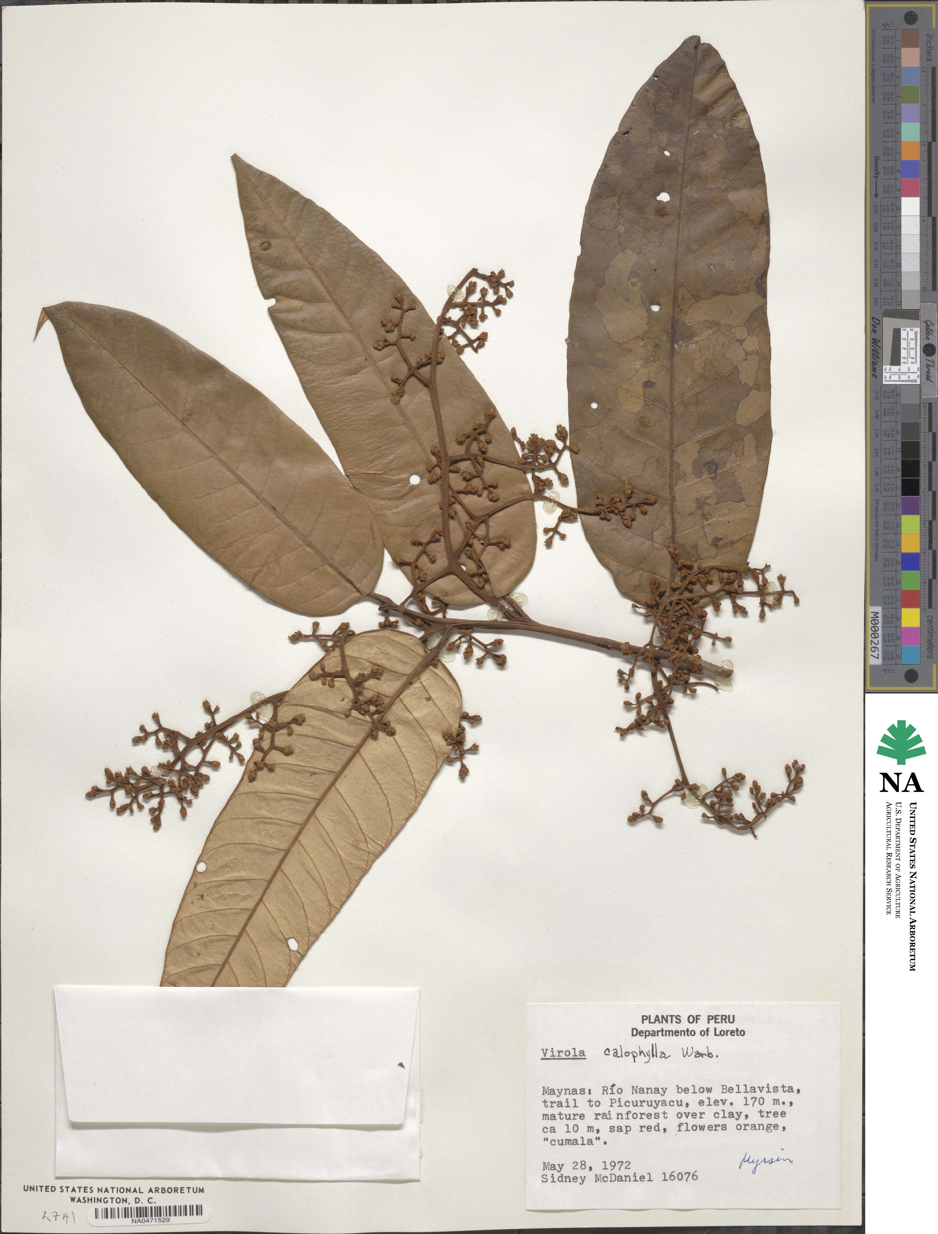 Virola calophylla image