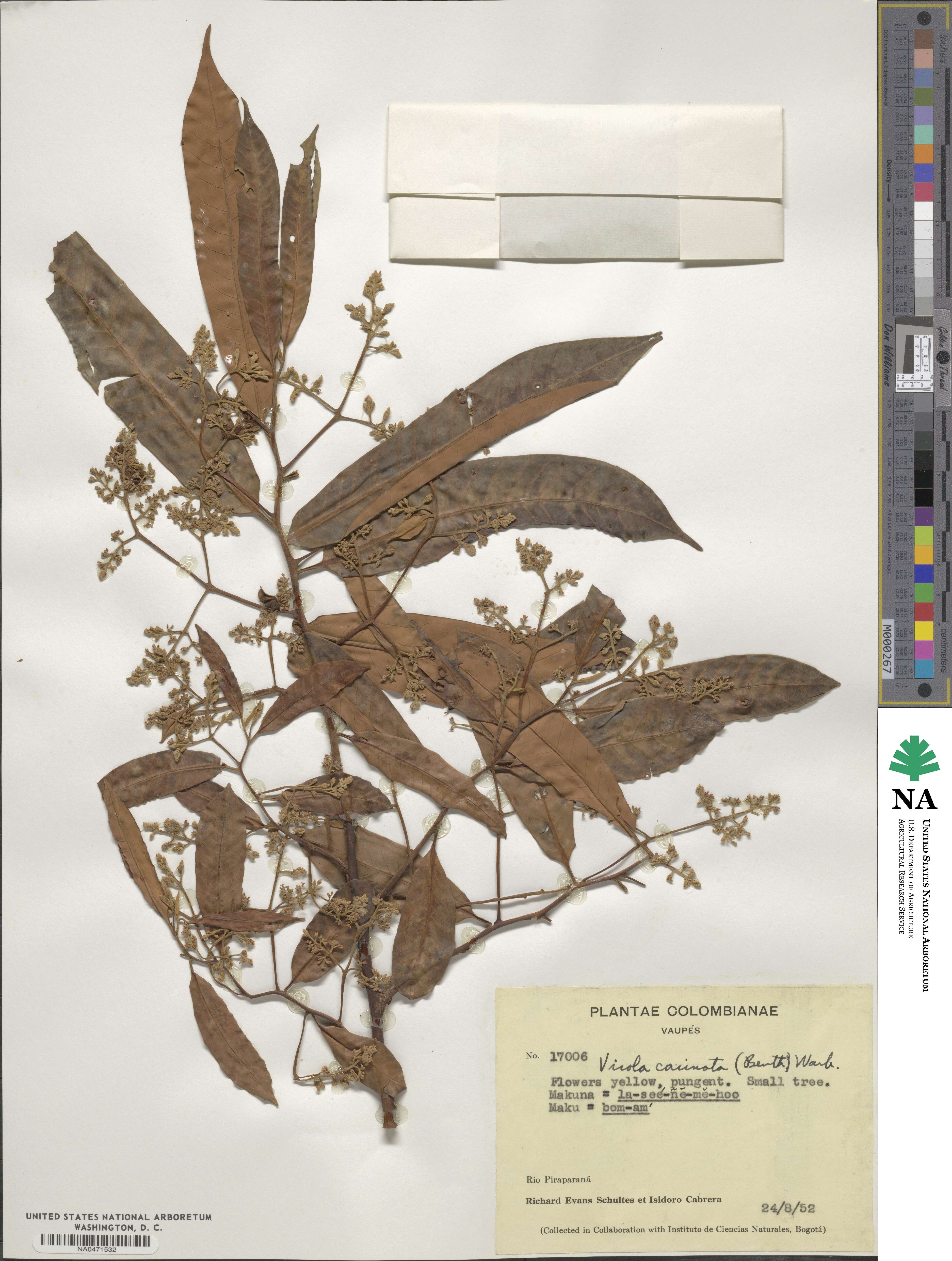 Virola carinata image