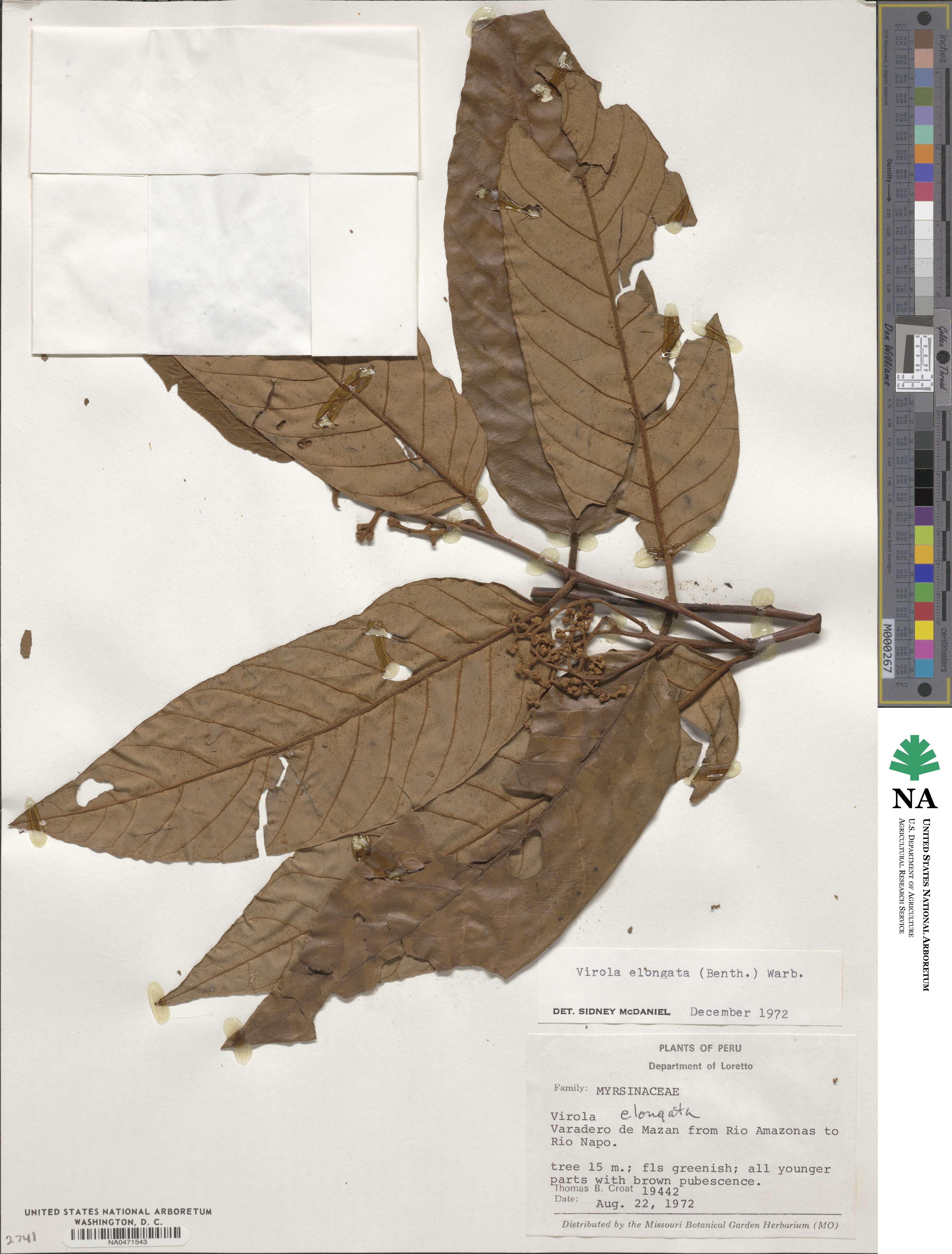 Virola elongata image