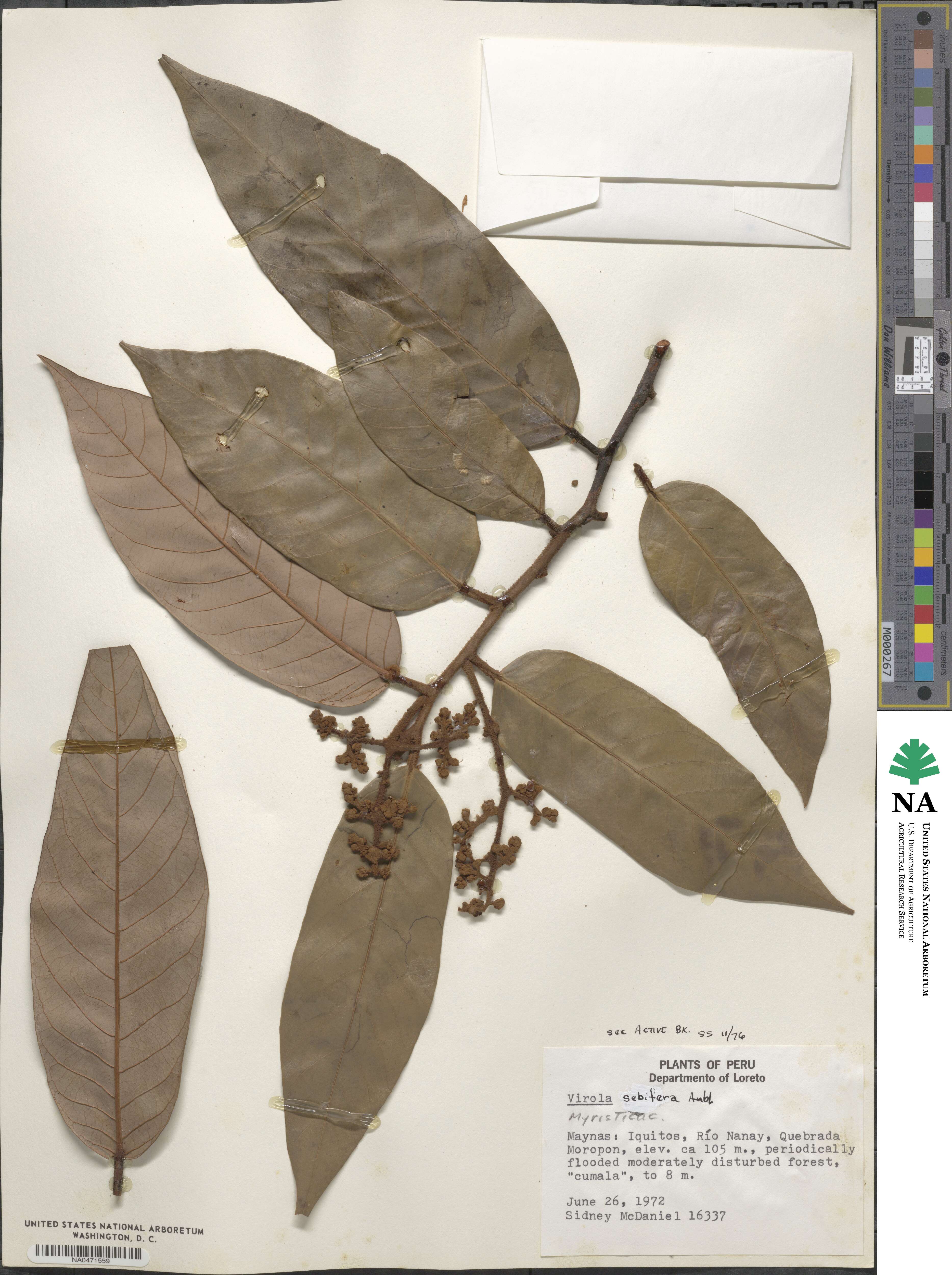 Virola sebifera image