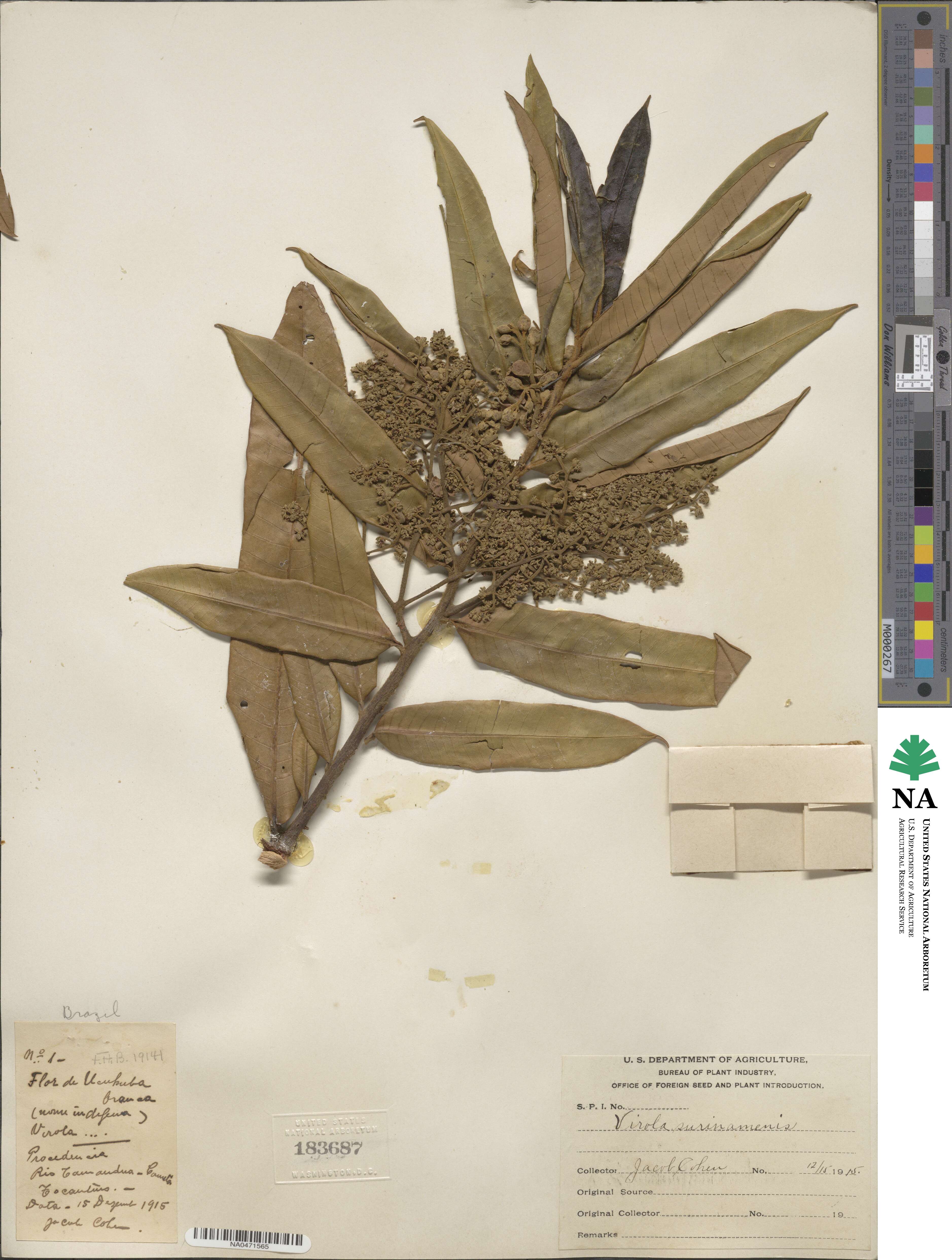 Myristicaceae image