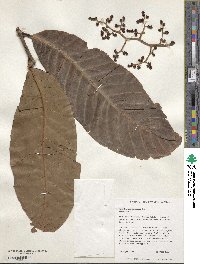 Image of Horsfieldia costulata