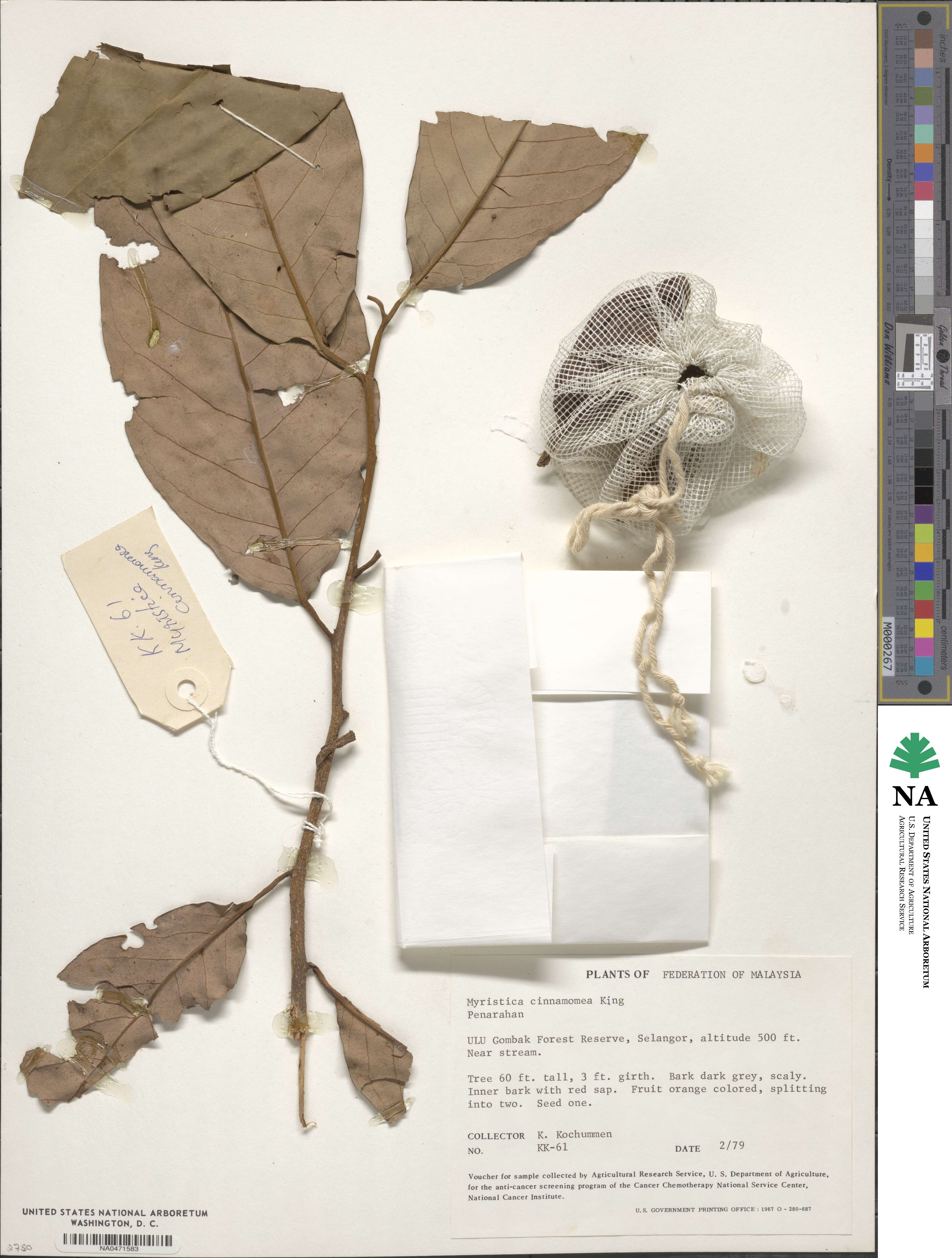 Myristica cinnamomea image