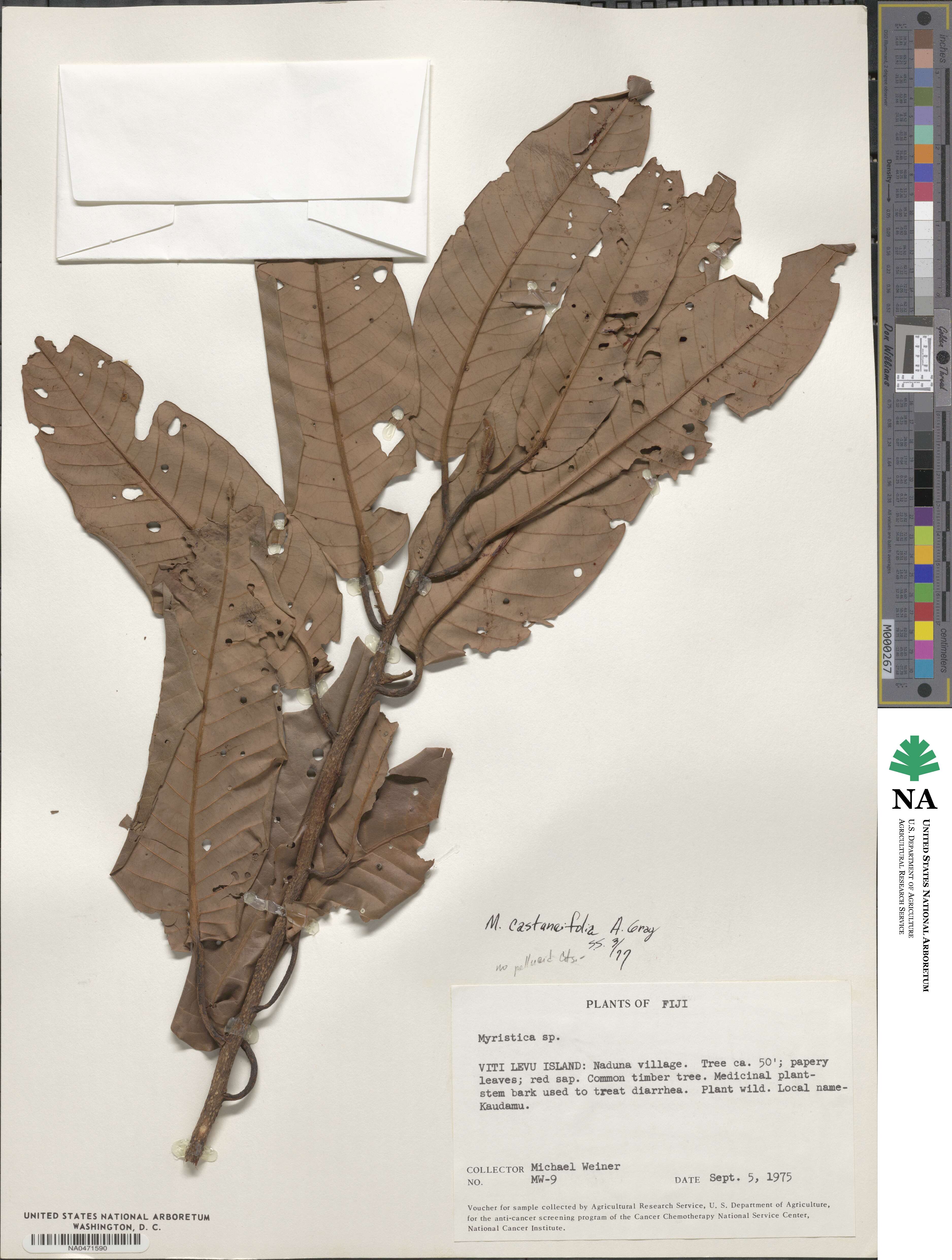 Myristica castaneifolia image