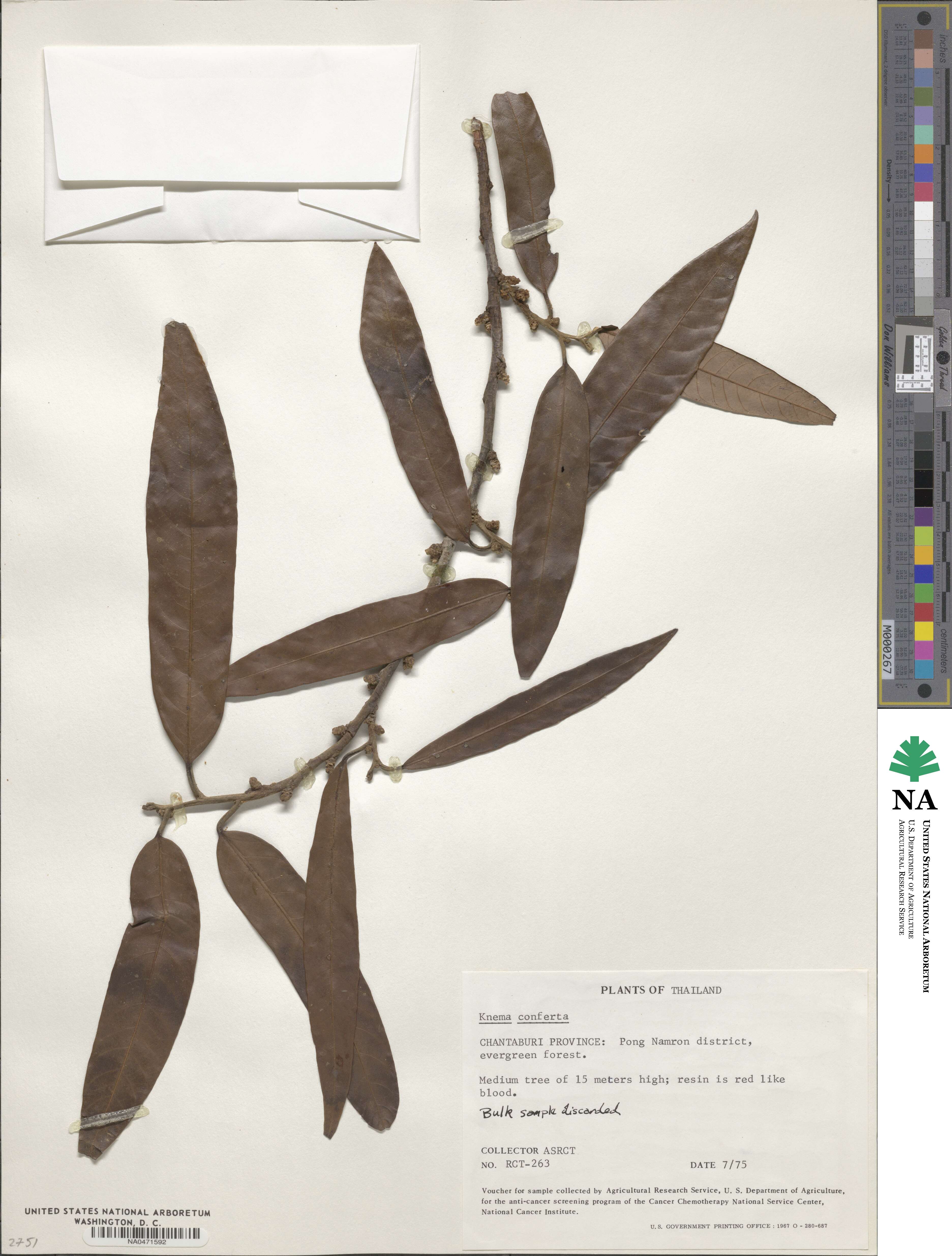 Knema conferta image